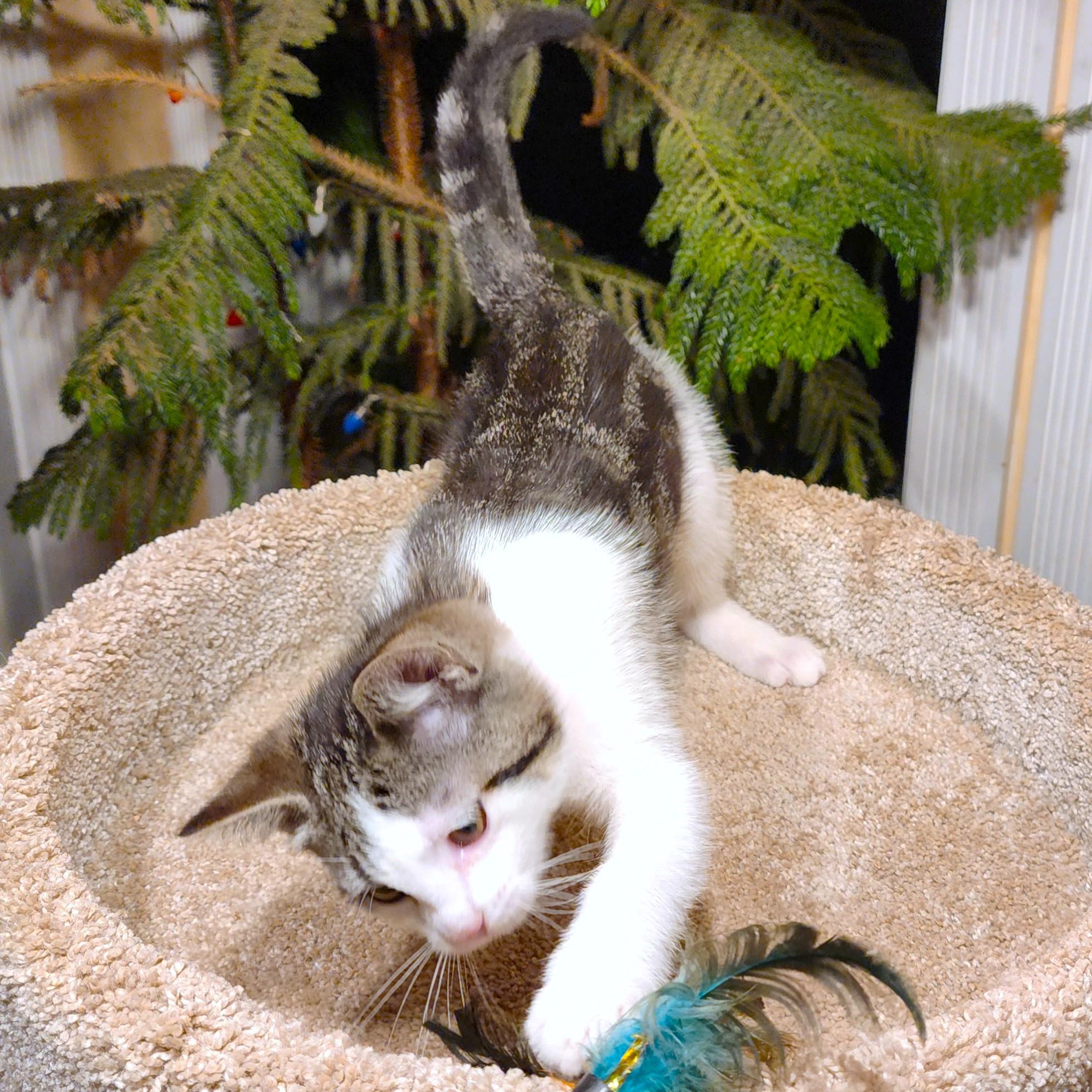 Candy Cuteness! thumbnail 2