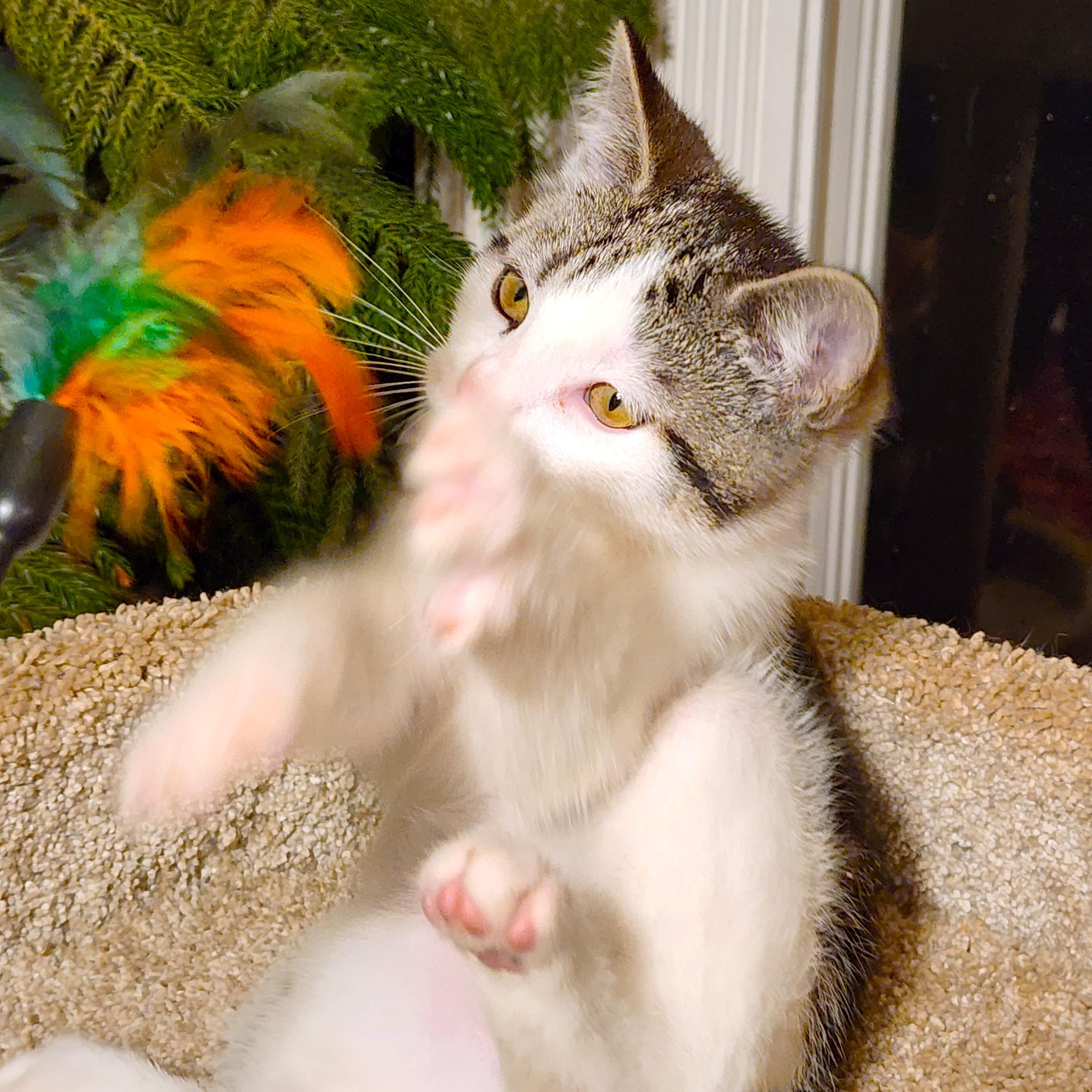 Candy Cuteness! thumbnail 3