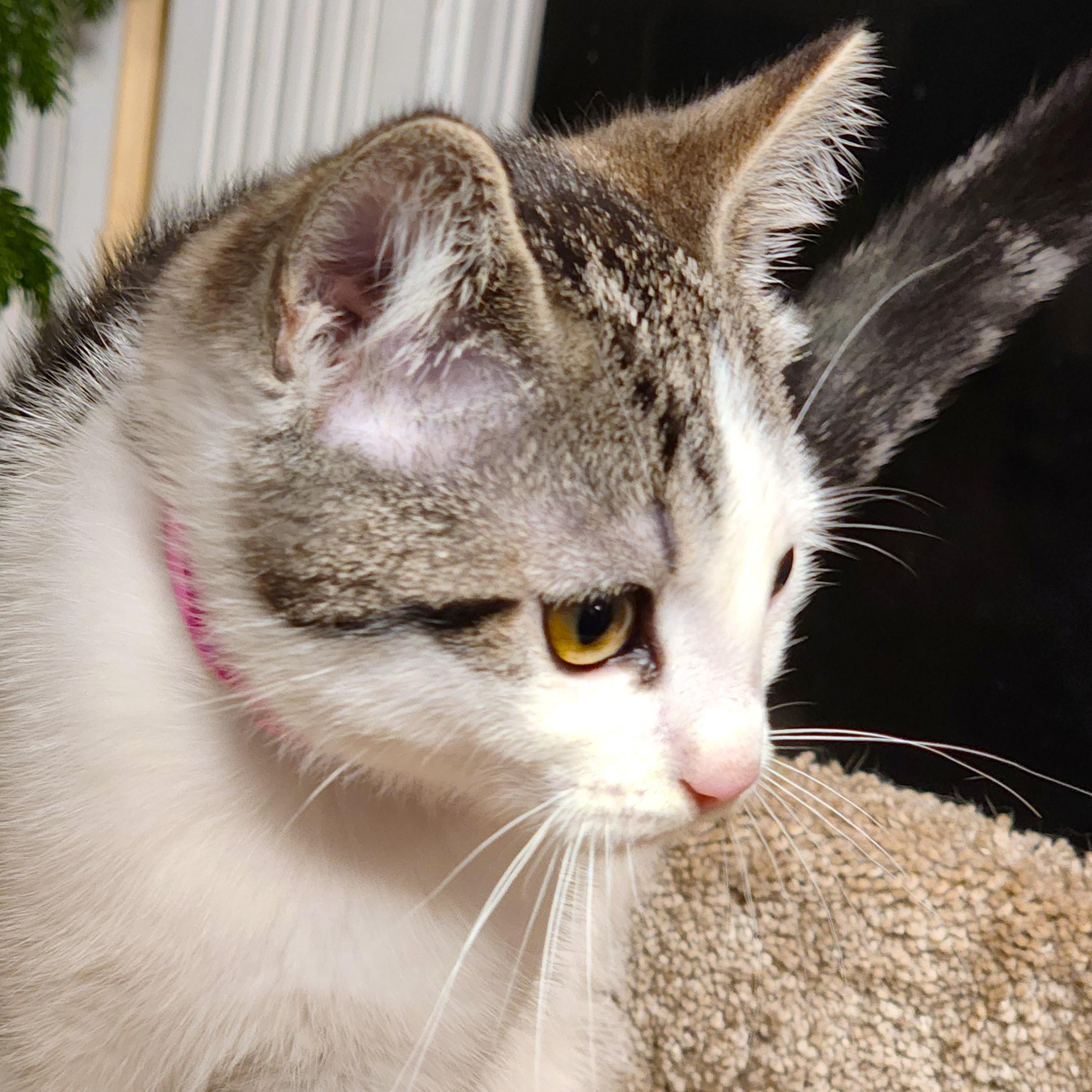 Candy Cuteness! thumbnail 6