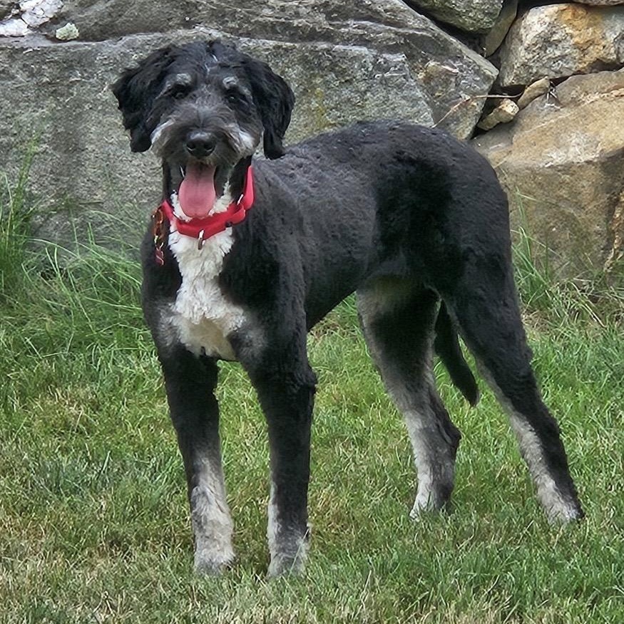 Chloe, ADOPTABLE, Young Female Bernedoodle.