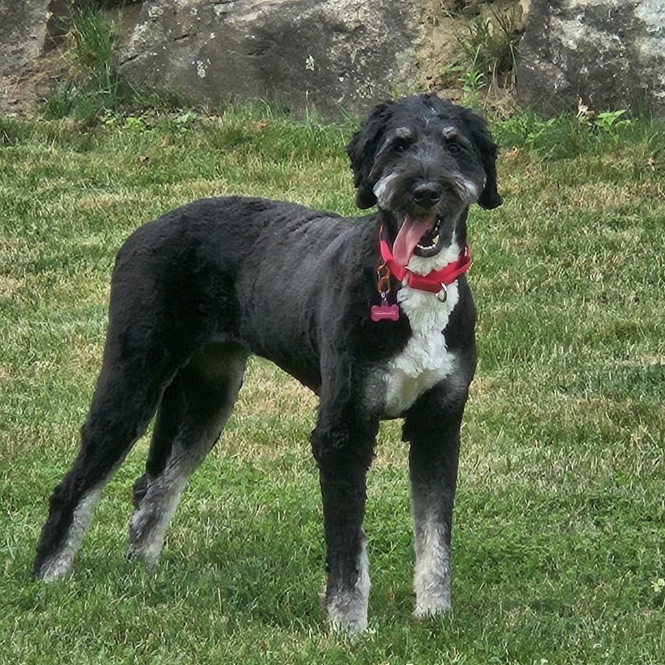 Chloe, a ADOPTABLE Bernedoodle in Pelham, NH image 5/6