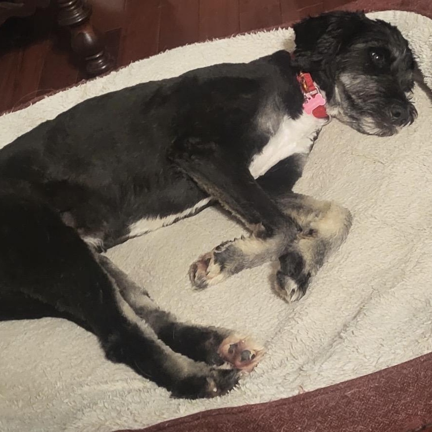 Chloe, a ADOPTABLE Bernedoodle in Pelham, NH image 6/6