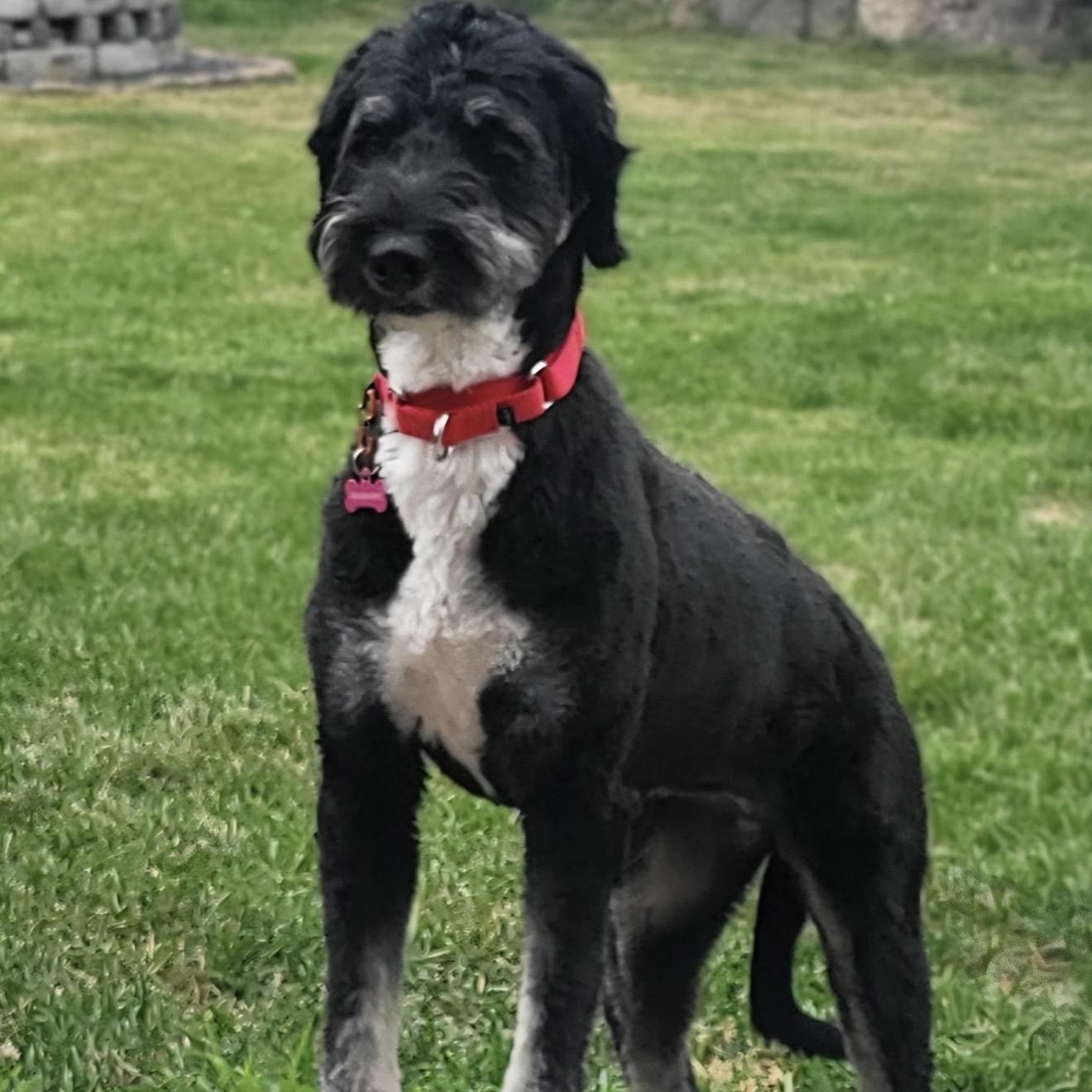 Chloe, a ADOPTABLE Bernedoodle in Pelham, NH image 3/6