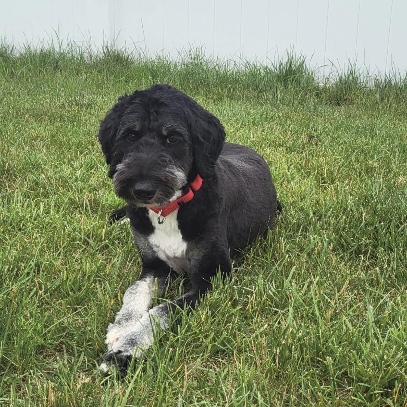 Chloe, a ADOPTABLE Bernedoodle in Pelham, NH image 4/6