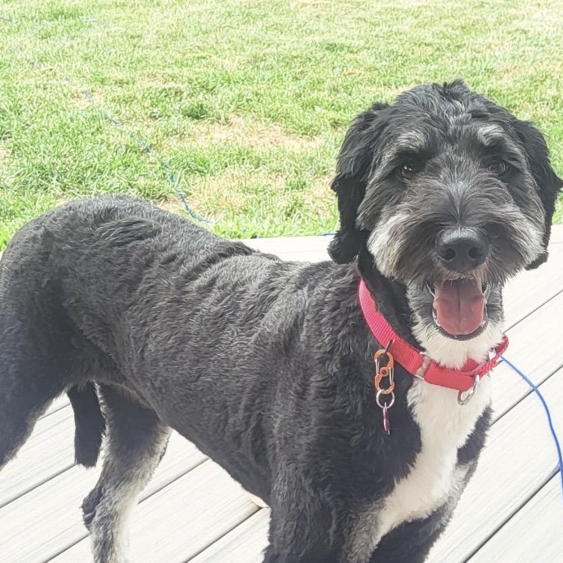 Chloe, a ADOPTABLE Bernedoodle in Pelham, NH image 2/6