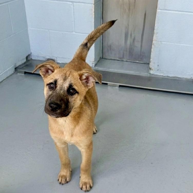 Hope, ADOPTABLE, Puppy Female Shepherd & Mixed Breed.