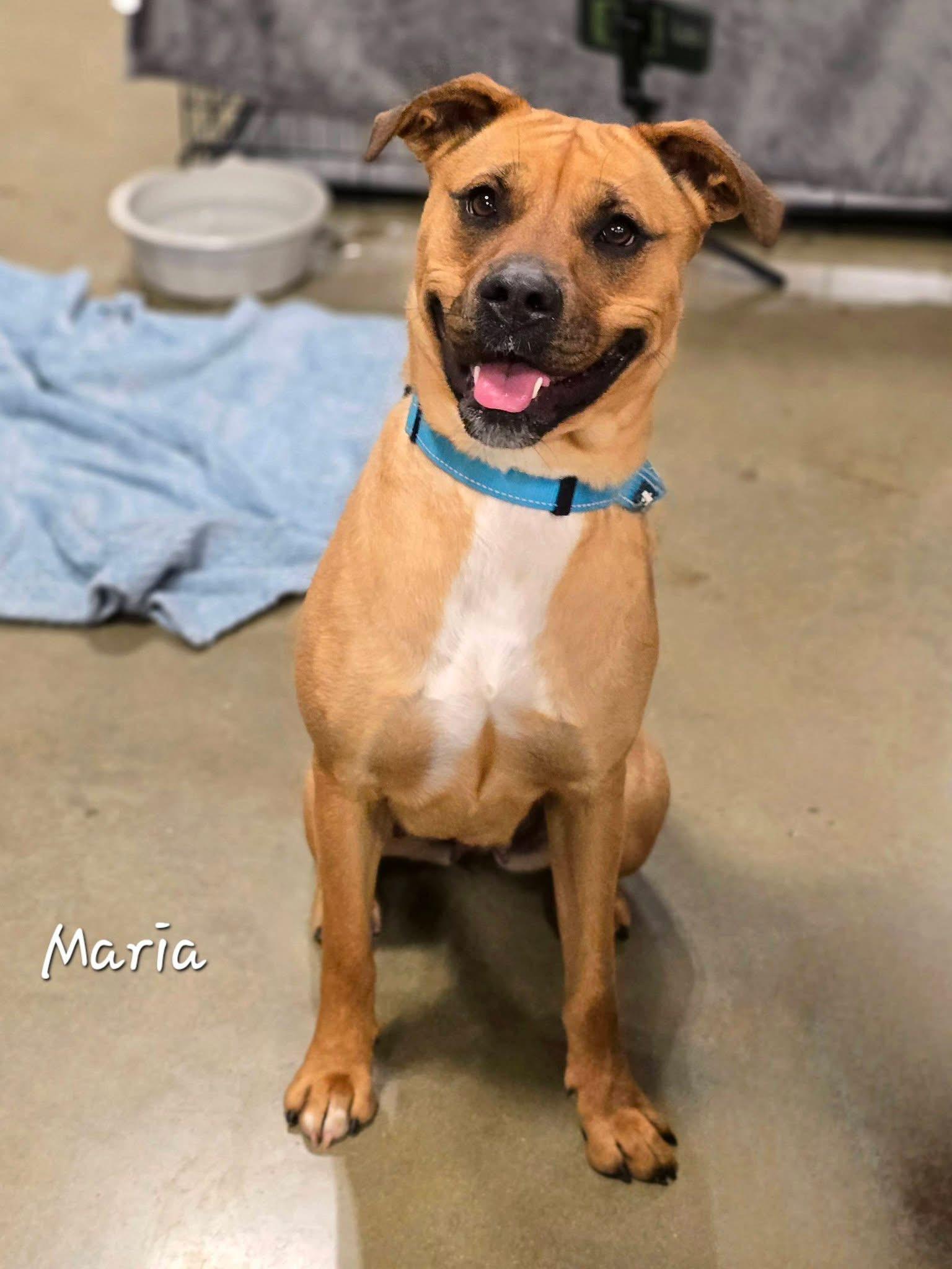 Enlarge Maria, an adoptable mixed breed in Bishop, GA image 1/6