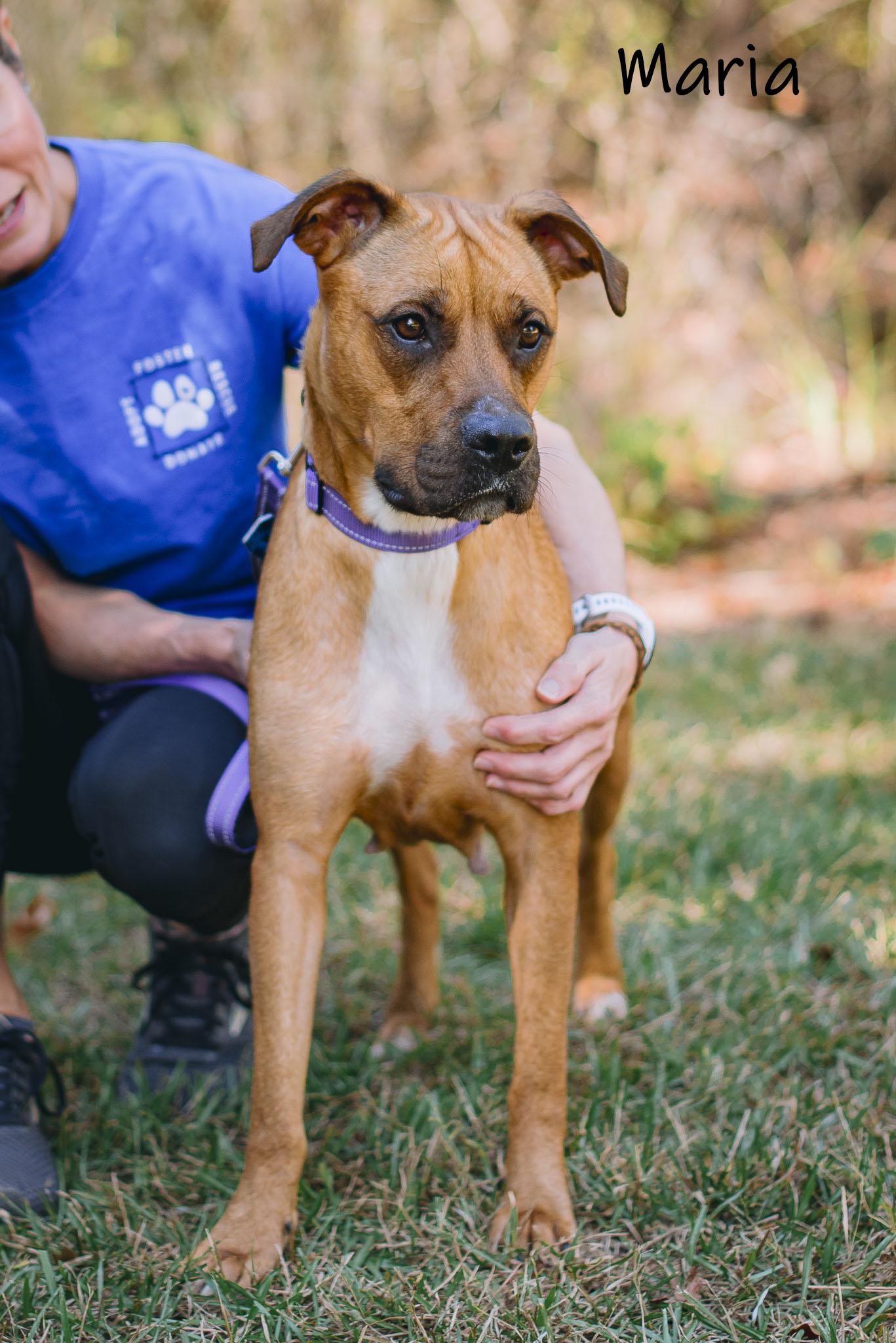 Enlarge Maria, an adoptable mixed breed in Bishop, GA image 3/6