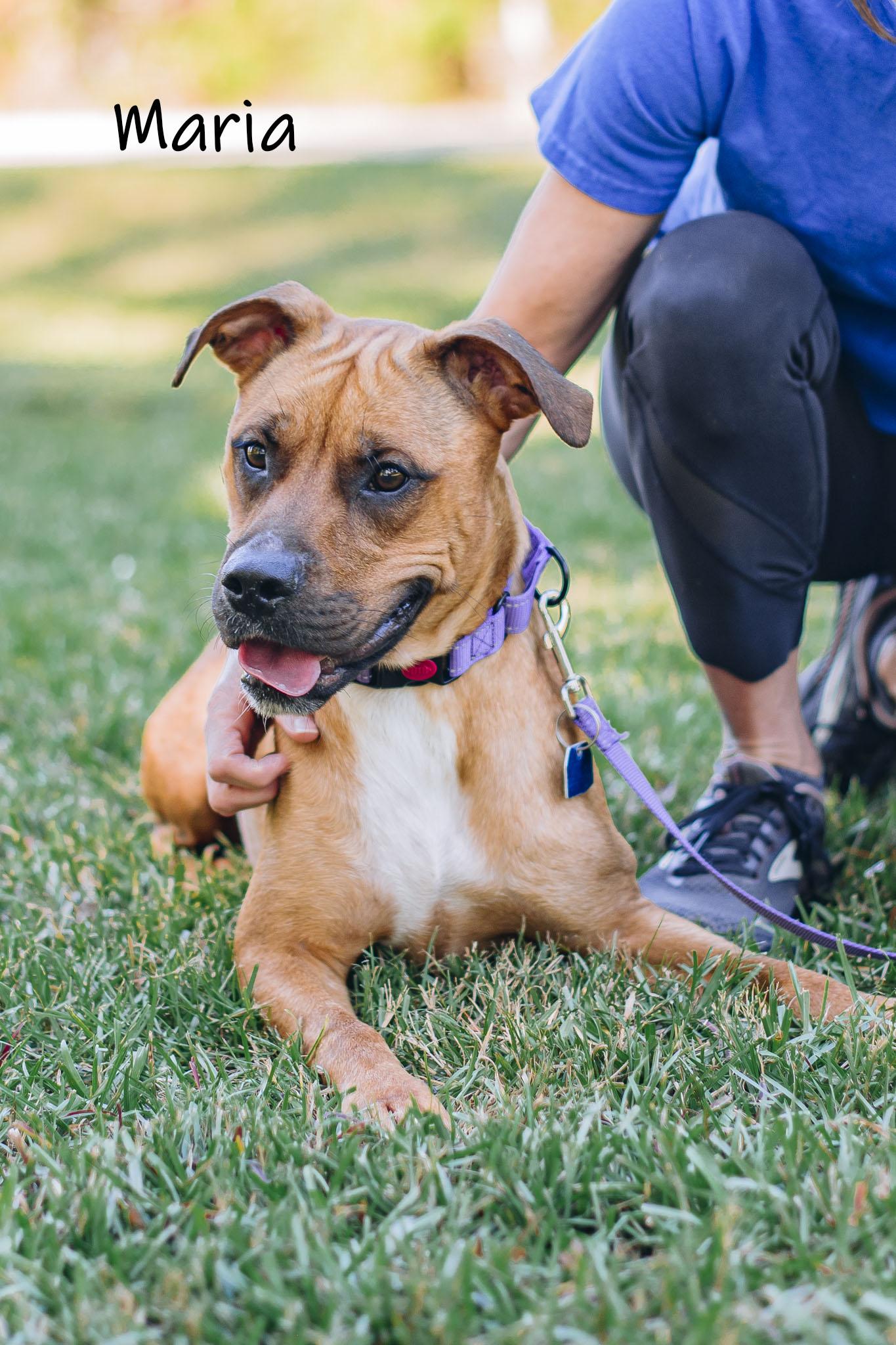 Enlarge Maria, an adoptable mixed breed in Bishop, GA image 4/6
