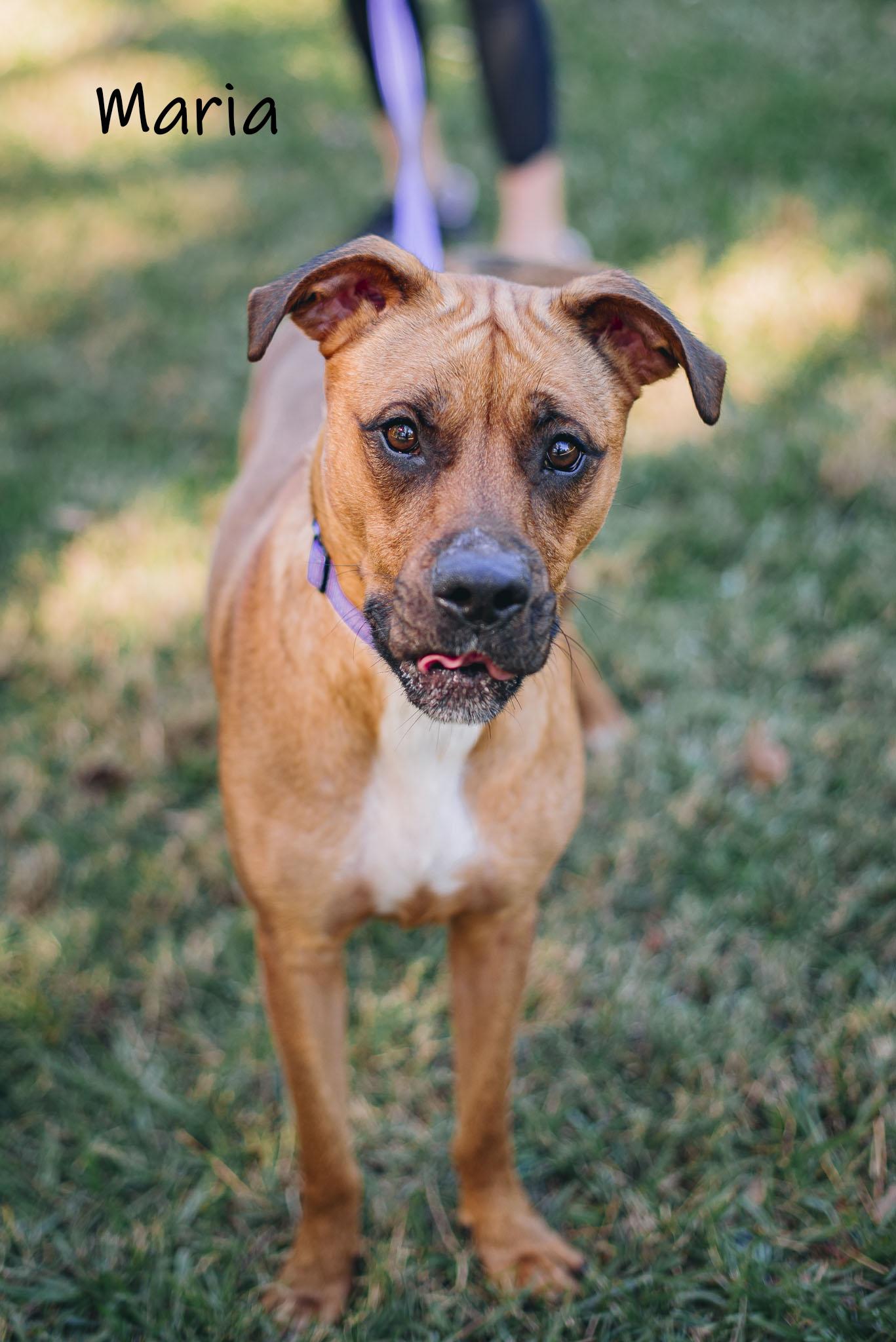 Enlarge Maria, an adoptable mixed breed in Bishop, GA image 5/6