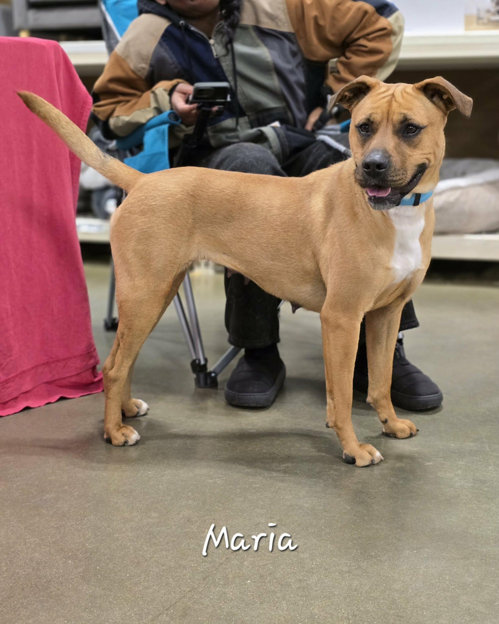 Enlarge Maria, an adoptable mixed breed in Bishop, GA image 5/6