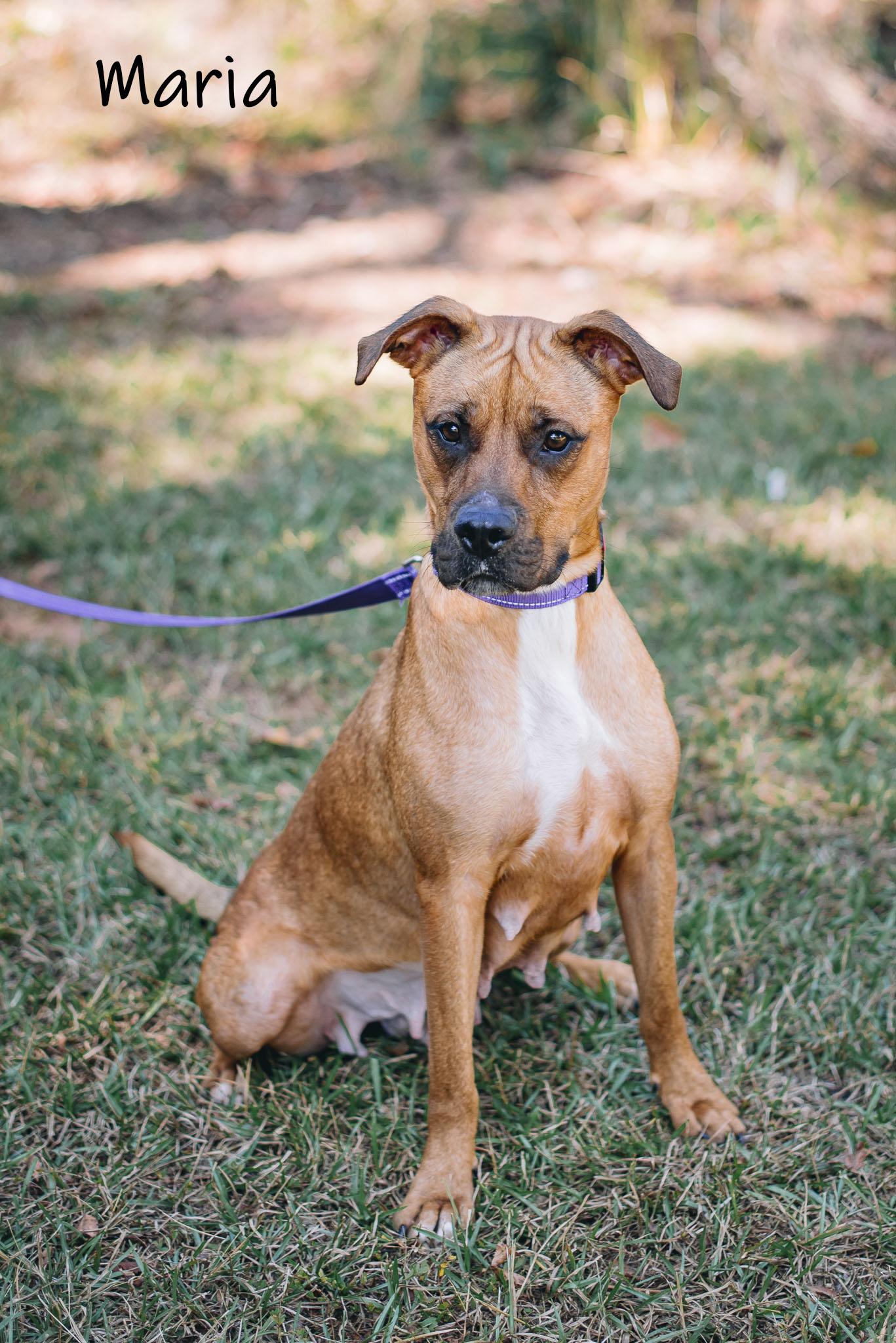 Enlarge Maria, an adoptable mixed breed in Bishop, GA image 1/6