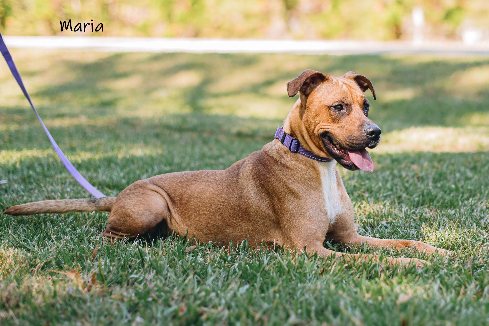 Enlarge Maria, an adoptable mixed breed in Bishop, GA image 6/6
