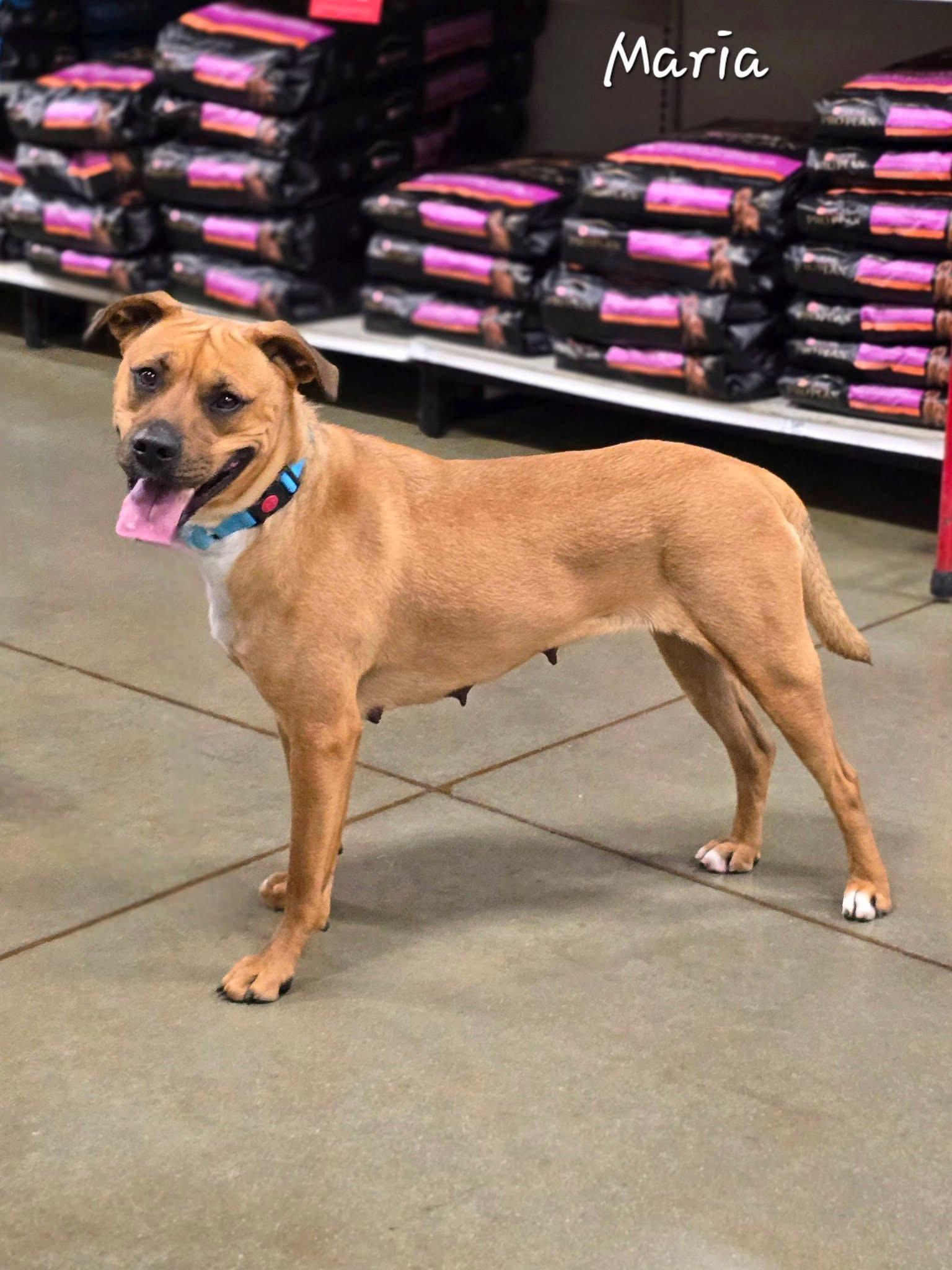 Enlarge Maria, an adoptable mixed breed in Bishop, GA image 2/6