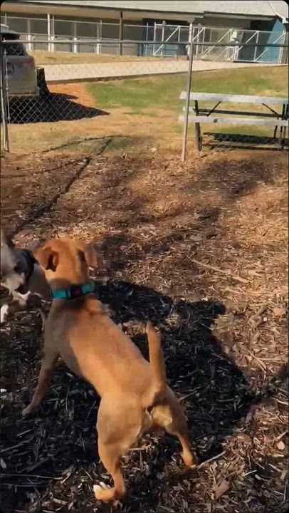 Enlarge Maria, an adoptable mixed breed in Bishop, GA video 6/6