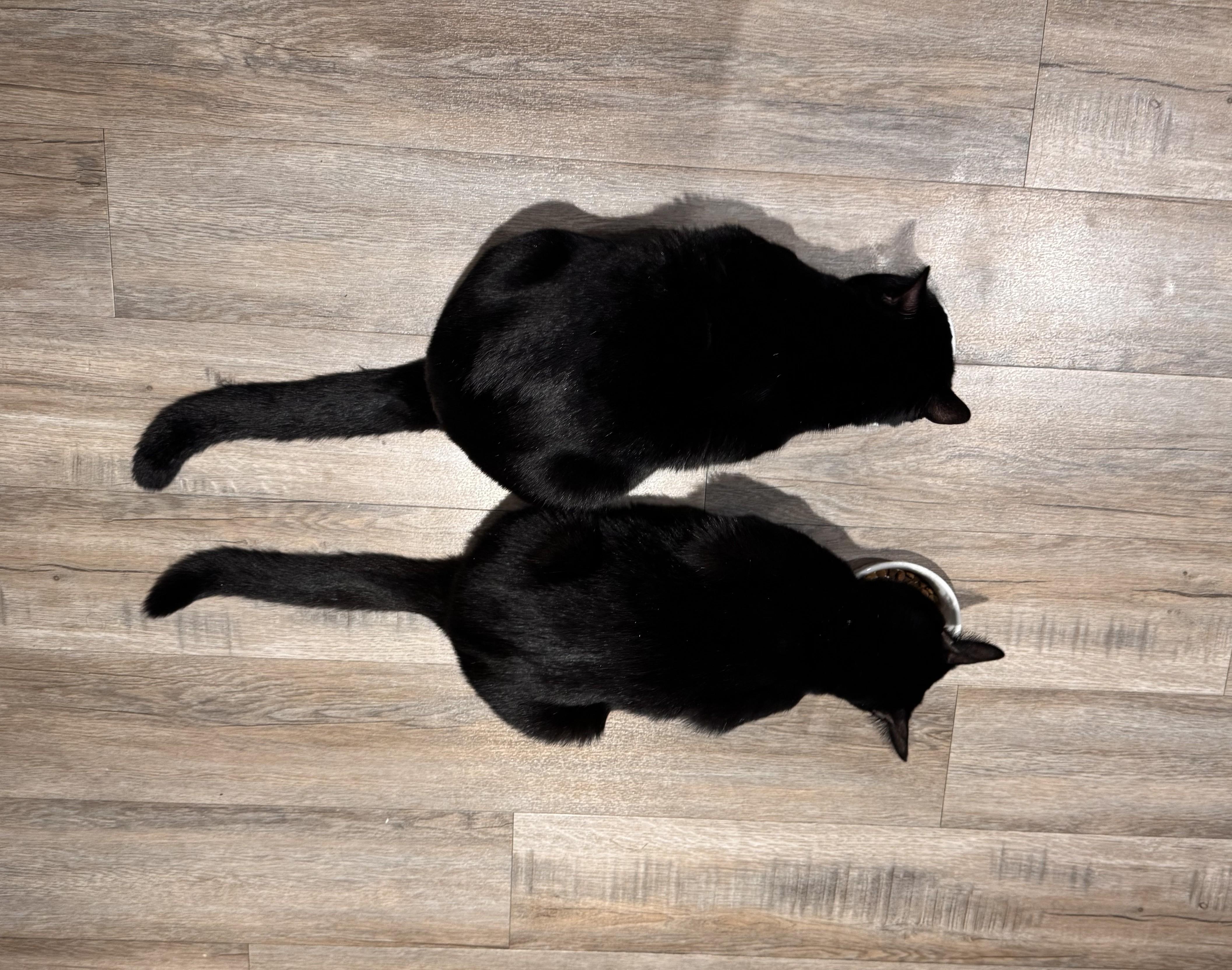 Enlarge Stevie & Marvin, a ADOPTABLE Domestic Short Hair in Sidney, BC image 2/5