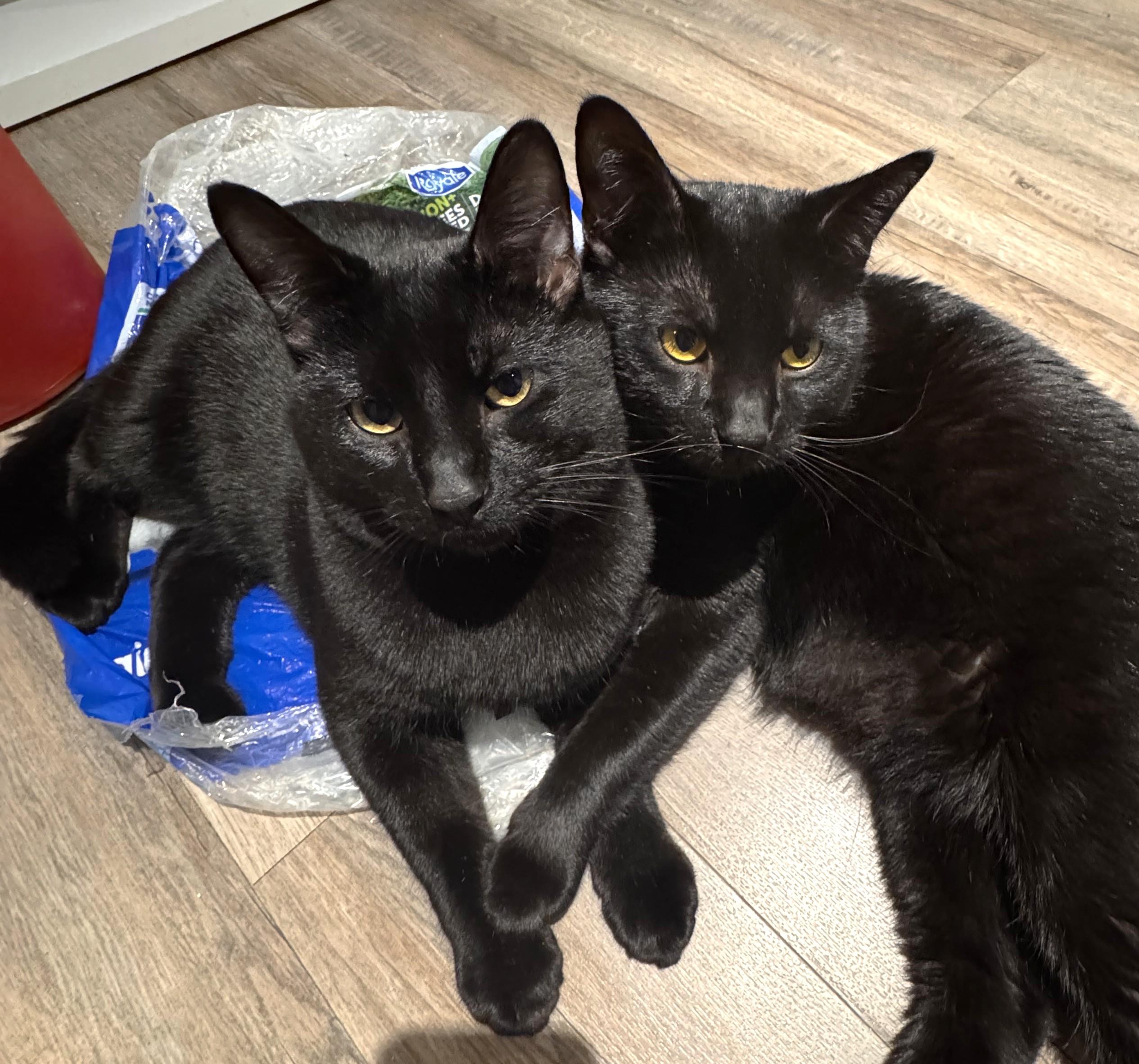 Stevie & Marvin, ADOPTABLE, Adult Male Domestic Short Hair.