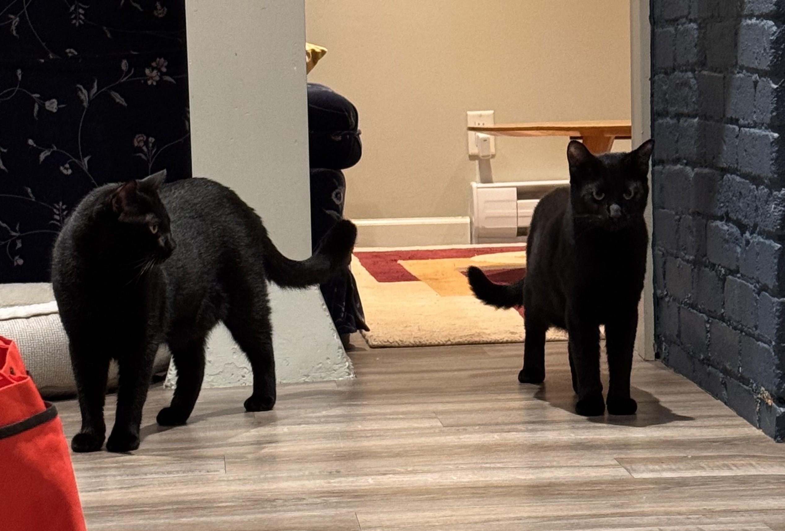 Enlarge Stevie & Marvin, a ADOPTABLE Domestic Short Hair in Sidney, BC image 3/5