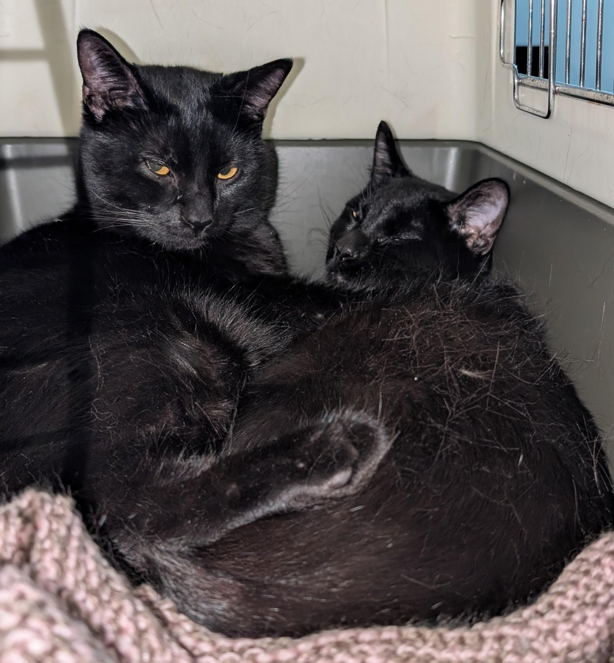 Stevie & Marvin, ADOPTABLE, Adult Male Domestic Short Hair.