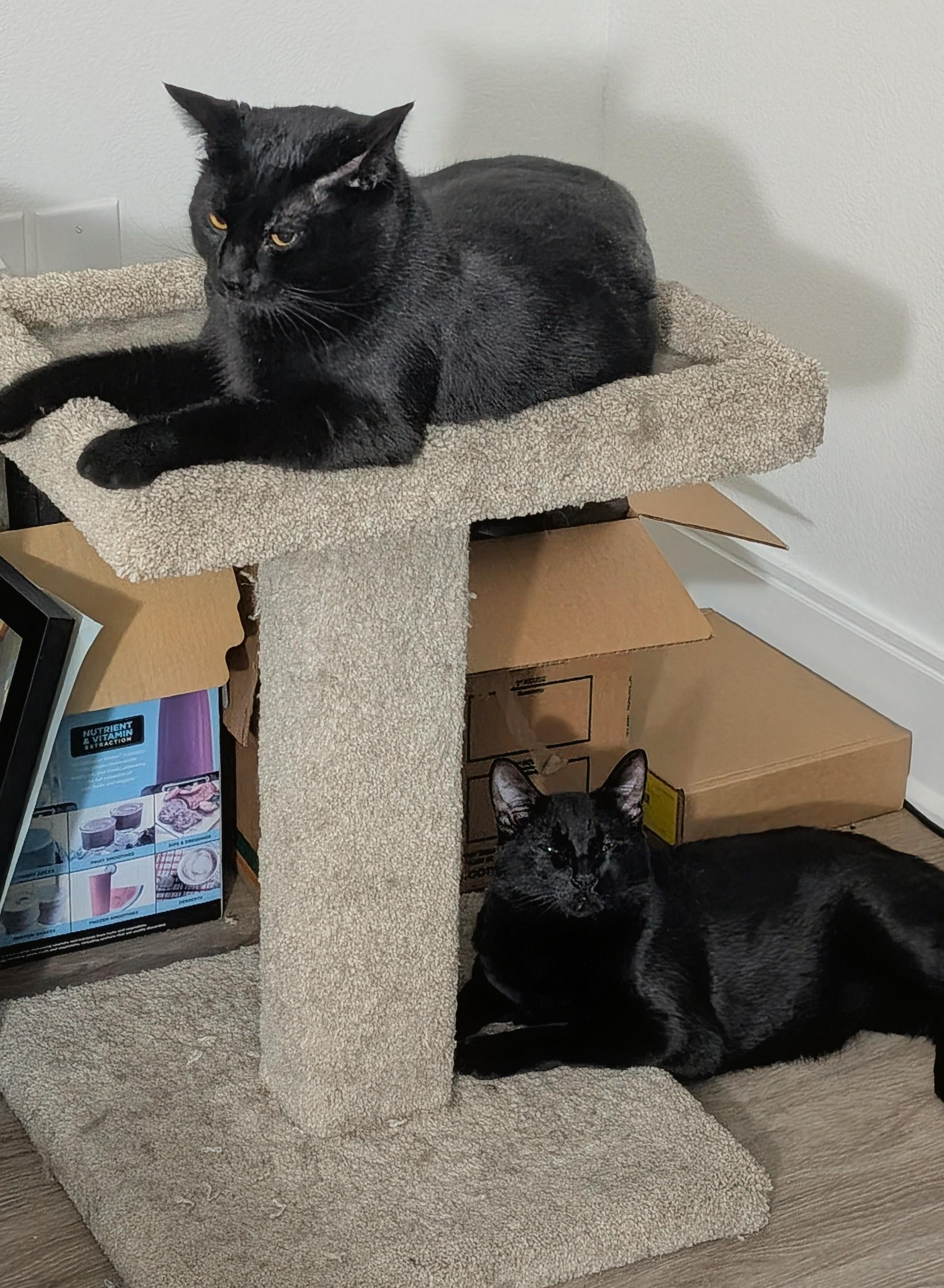 Enlarge Stevie & Marvin, a ADOPTABLE Domestic Short Hair in Sidney, BC image 4/5