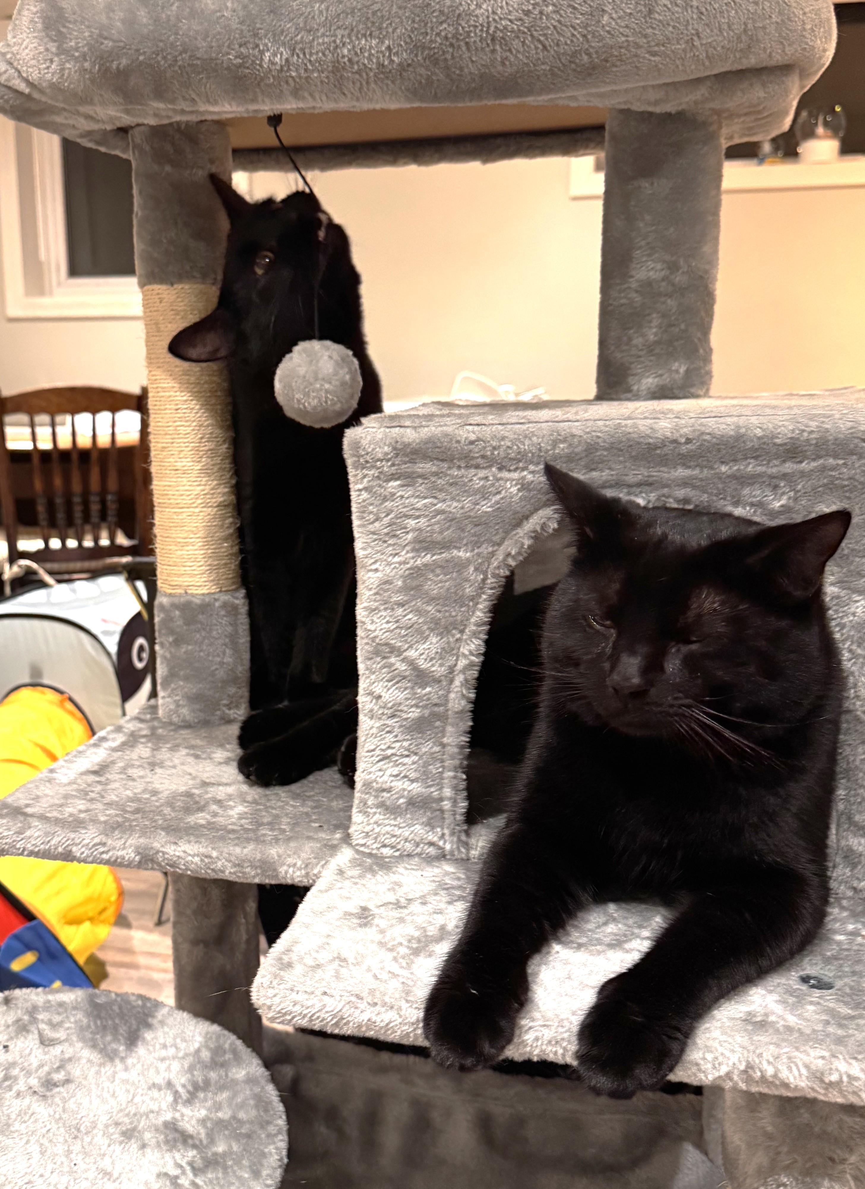 Enlarge Stevie & Marvin, a ADOPTABLE Domestic Short Hair in Sidney, BC image 5/5