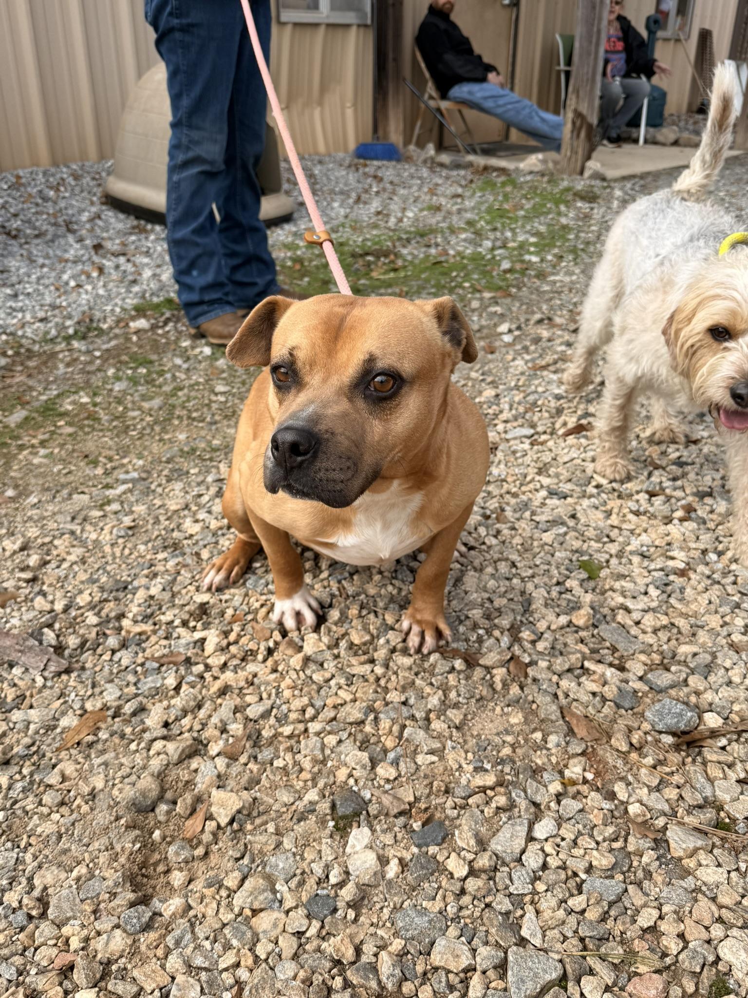 Enlarge MAC, a Adoptable mixed breed in Newborn, GA image 5/5