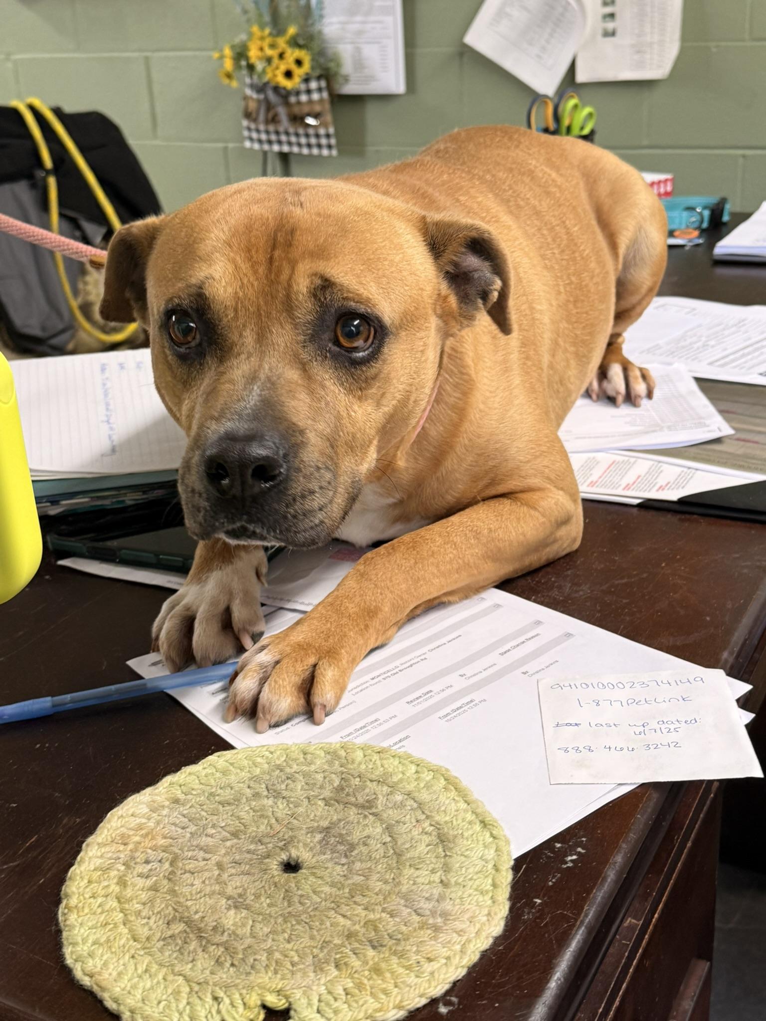 MAC, Adoptable, Young Male Boxer & Black Mouth Cur.