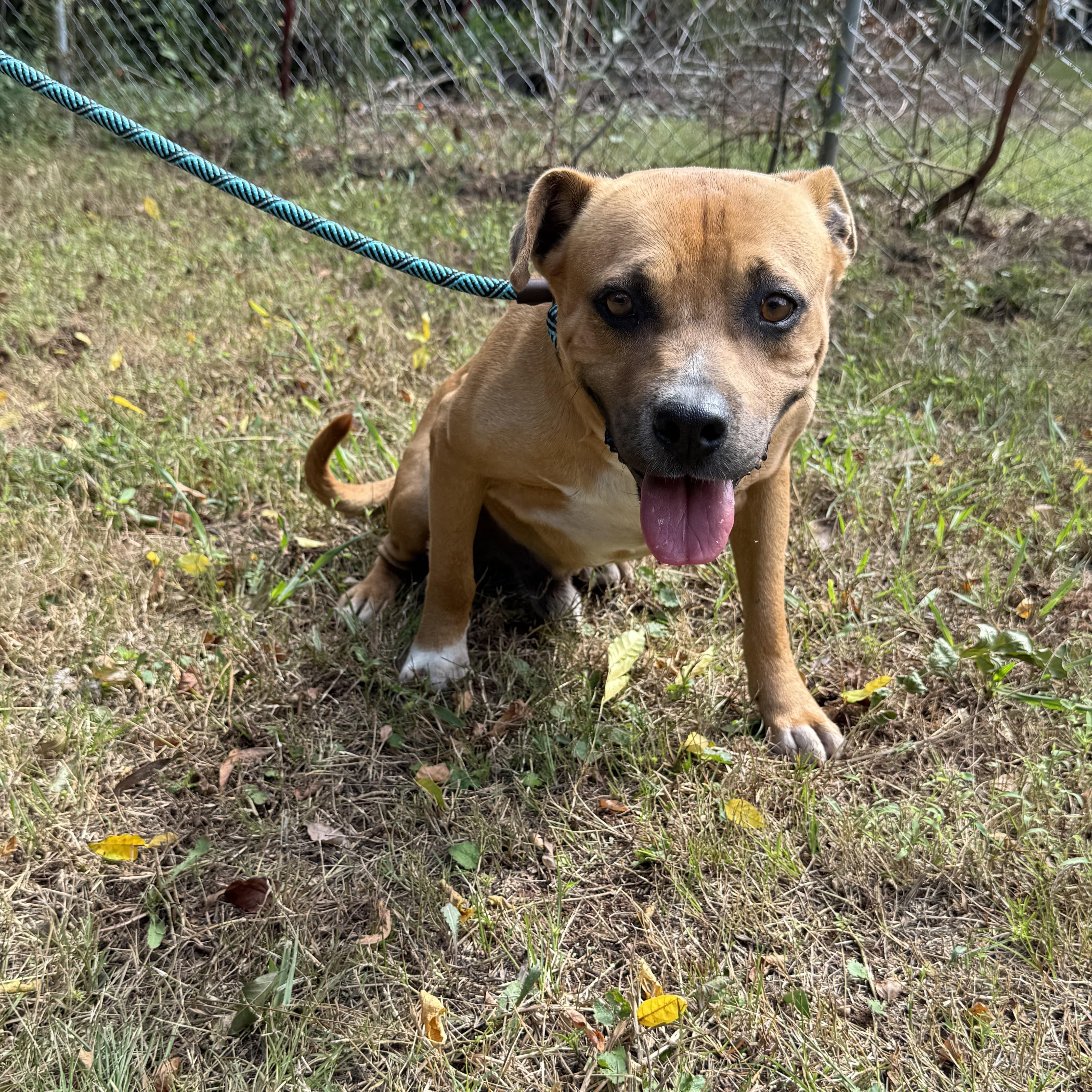 Enlarge MAC, a Adoptable mixed breed in Newborn, GA image 3/6