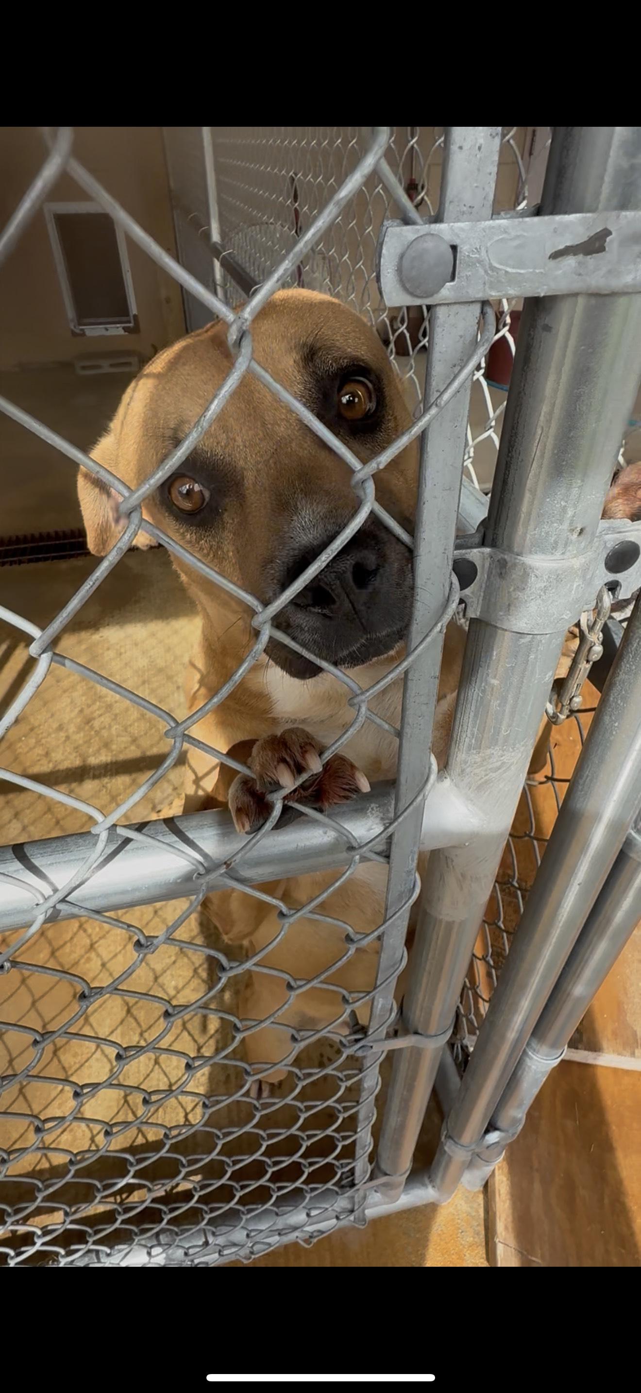 Enlarge MAC, a Adoptable mixed breed in Newborn, GA image 6/6