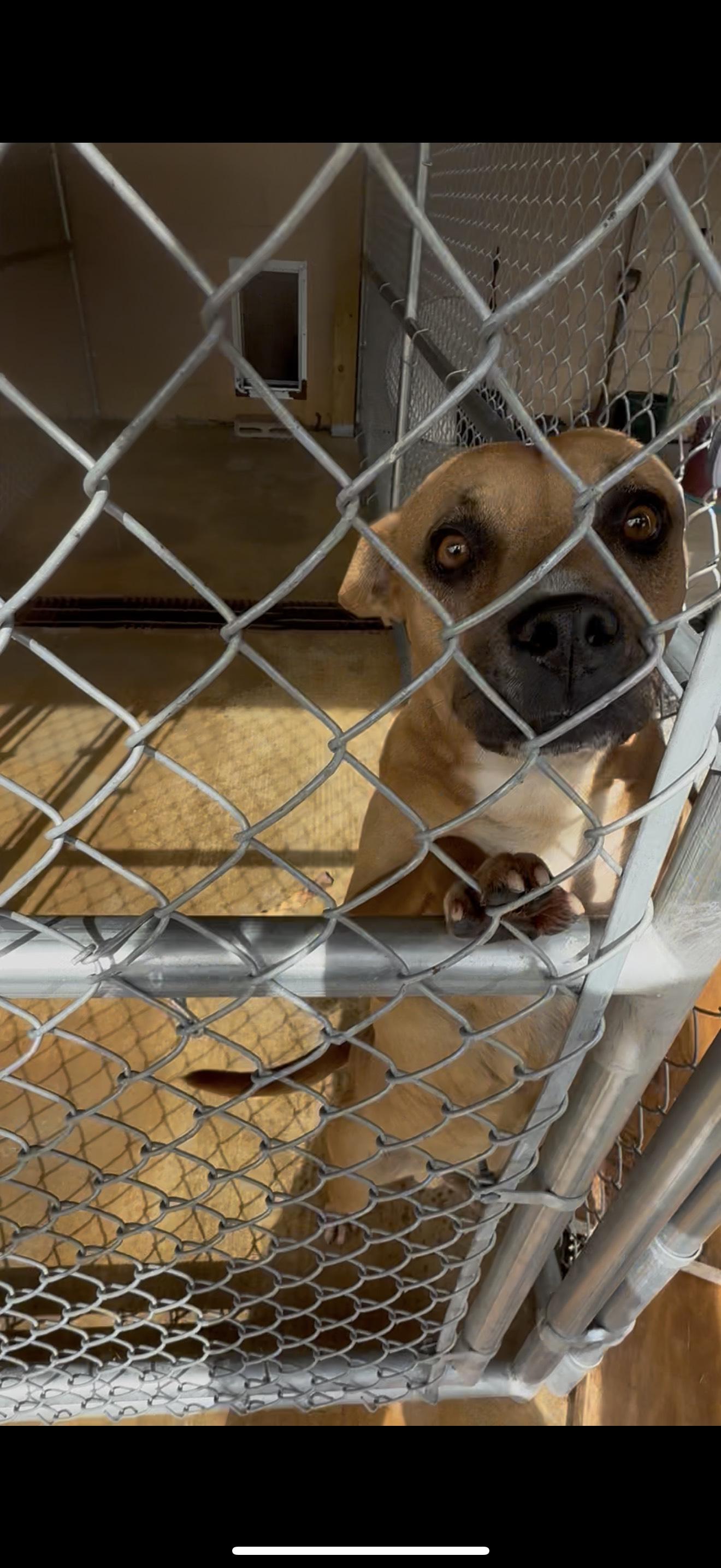 MAC, Adoptable, Young Male Boxer & Black Mouth Cur.