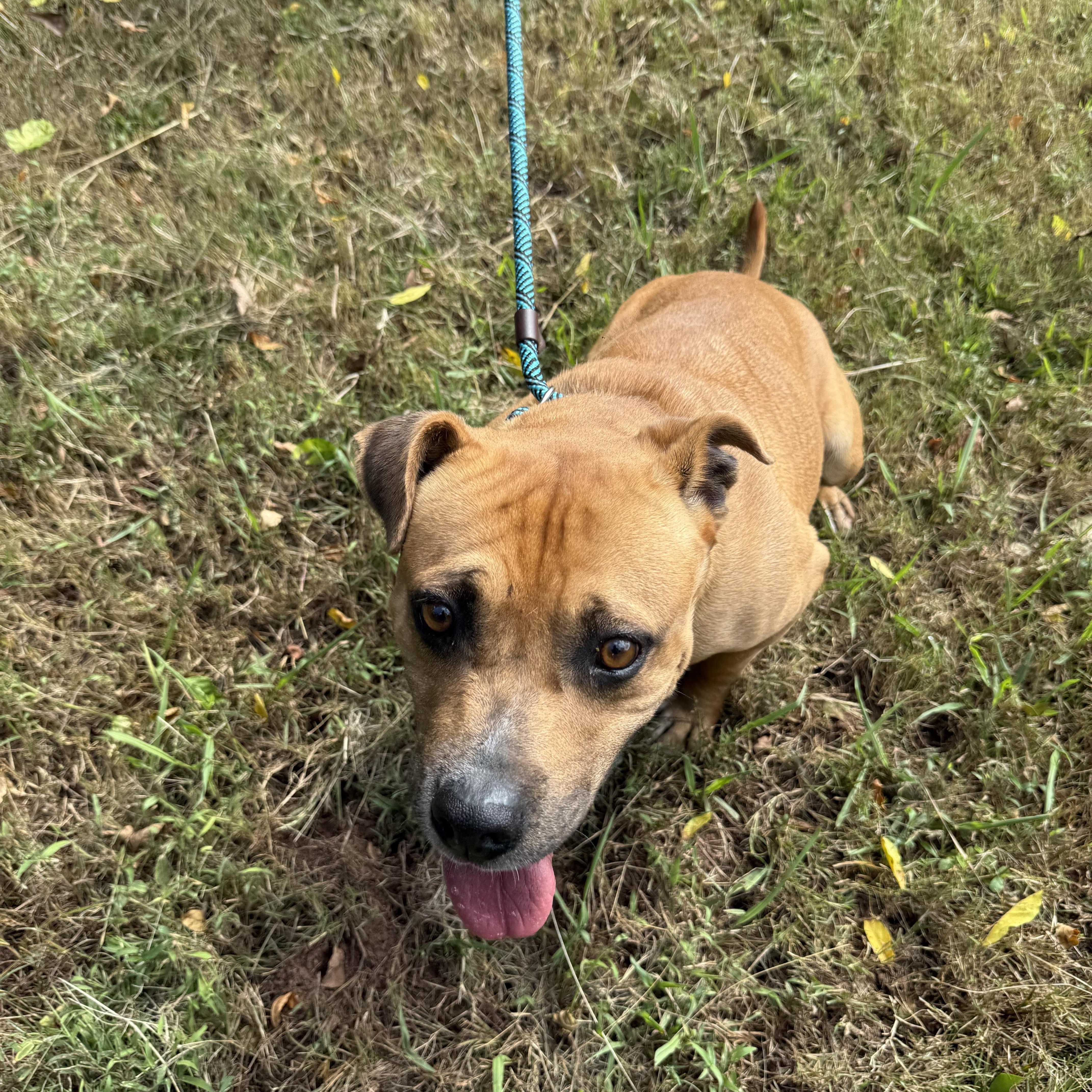 Enlarge MAC, a Adoptable mixed breed in Newborn, GA image 4/6