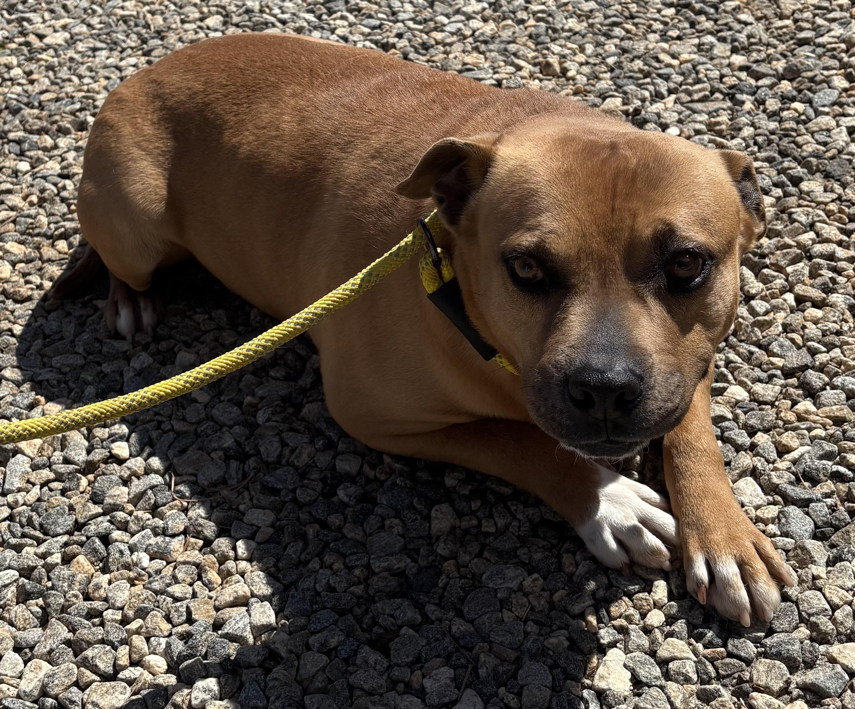 Enlarge MAC, a Adoptable mixed breed in Newborn, GA image 2/6