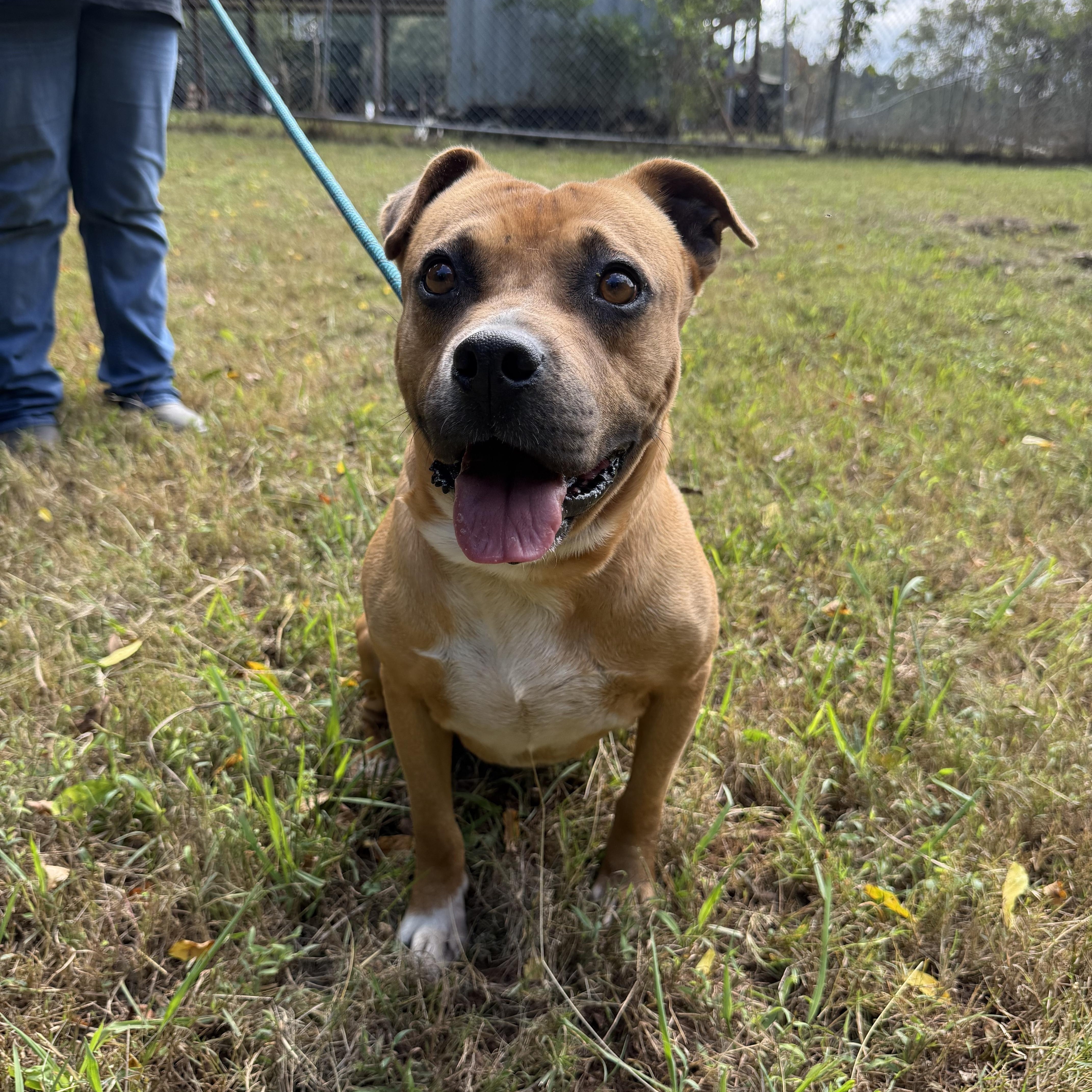 MAC, Adoptable, Young Male Boxer & Black Mouth Cur.