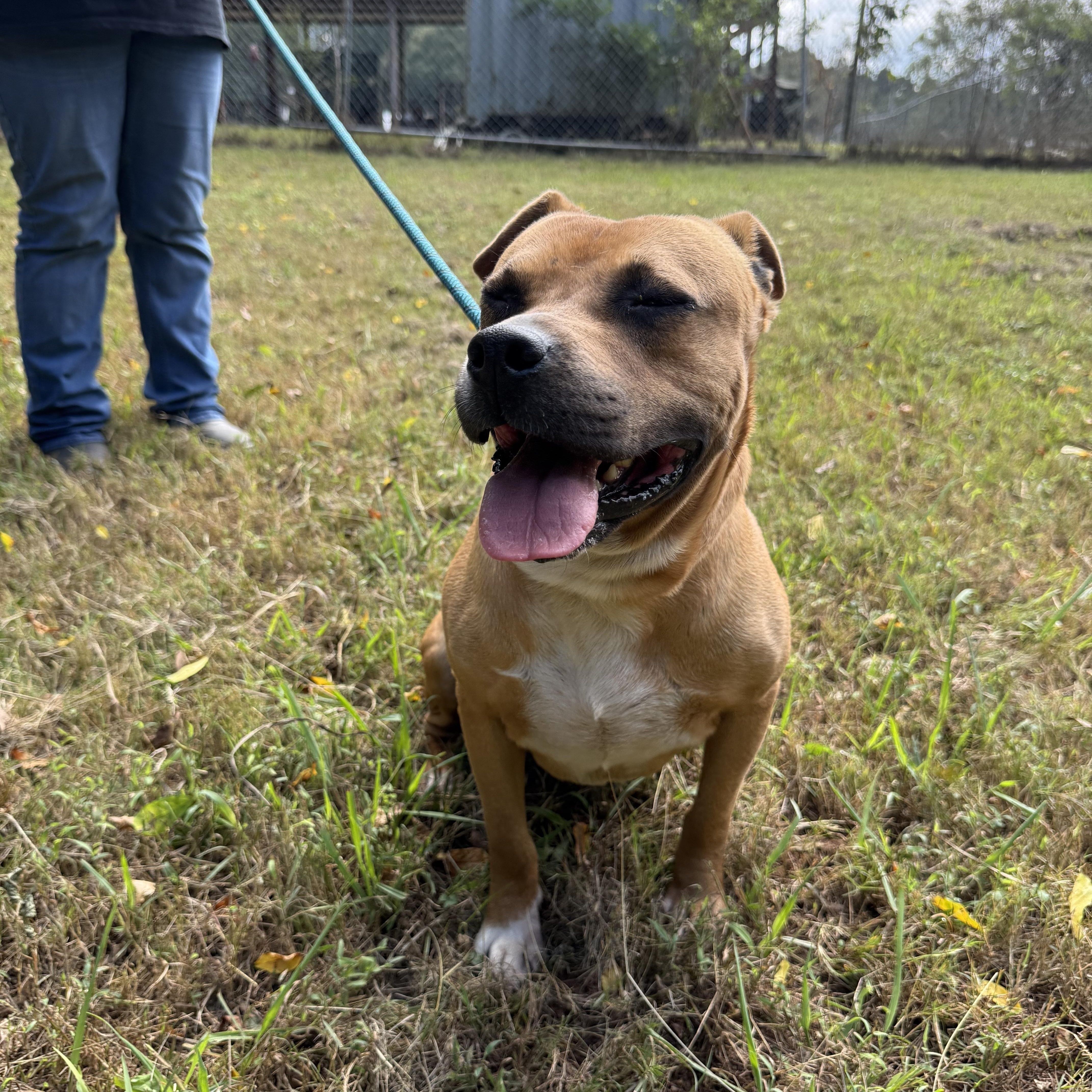 Enlarge MAC, a Adoptable mixed breed in Newborn, GA image 5/6