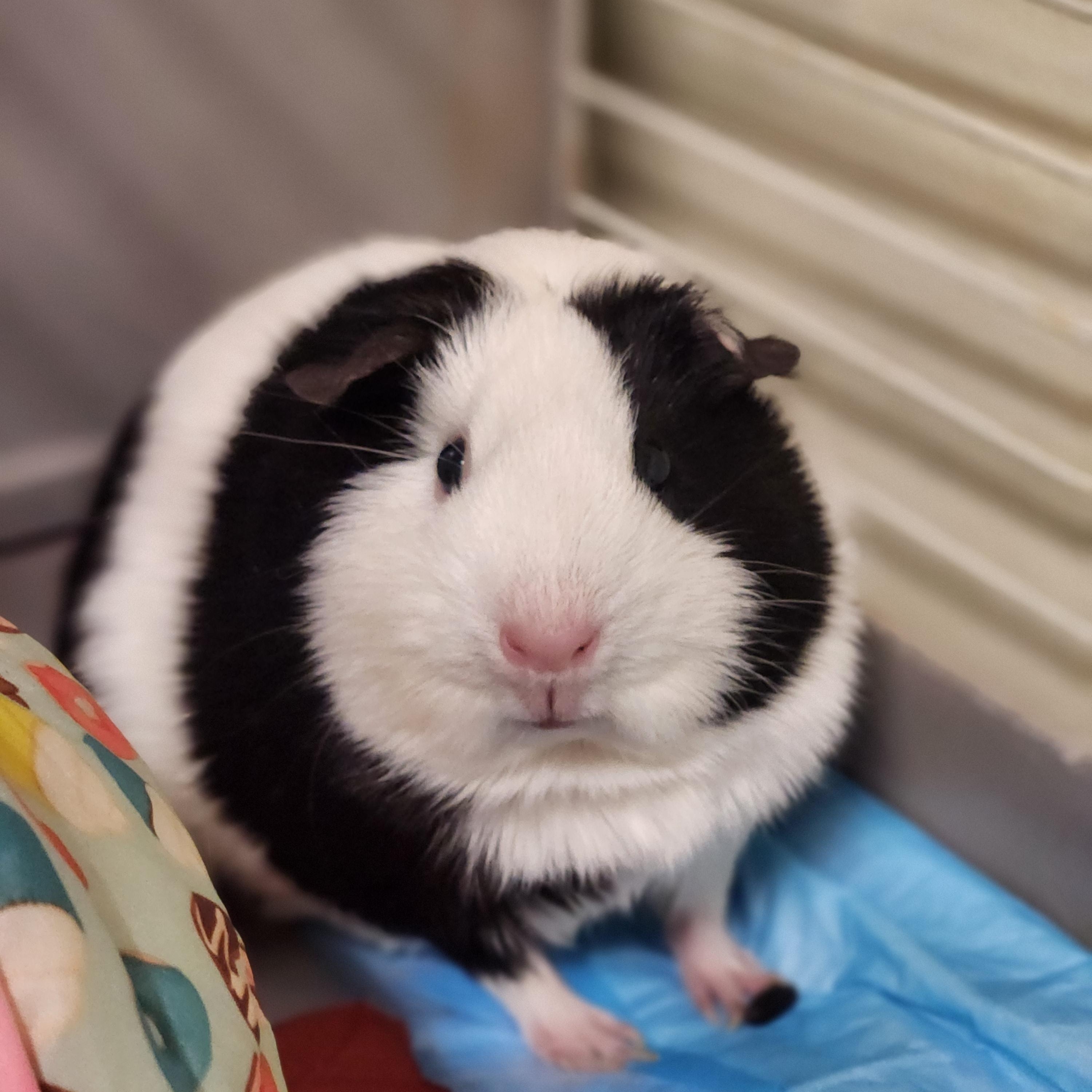 Sprinkles and Cinnamon, ADOPTABLE, Adult Female Short-Haired.