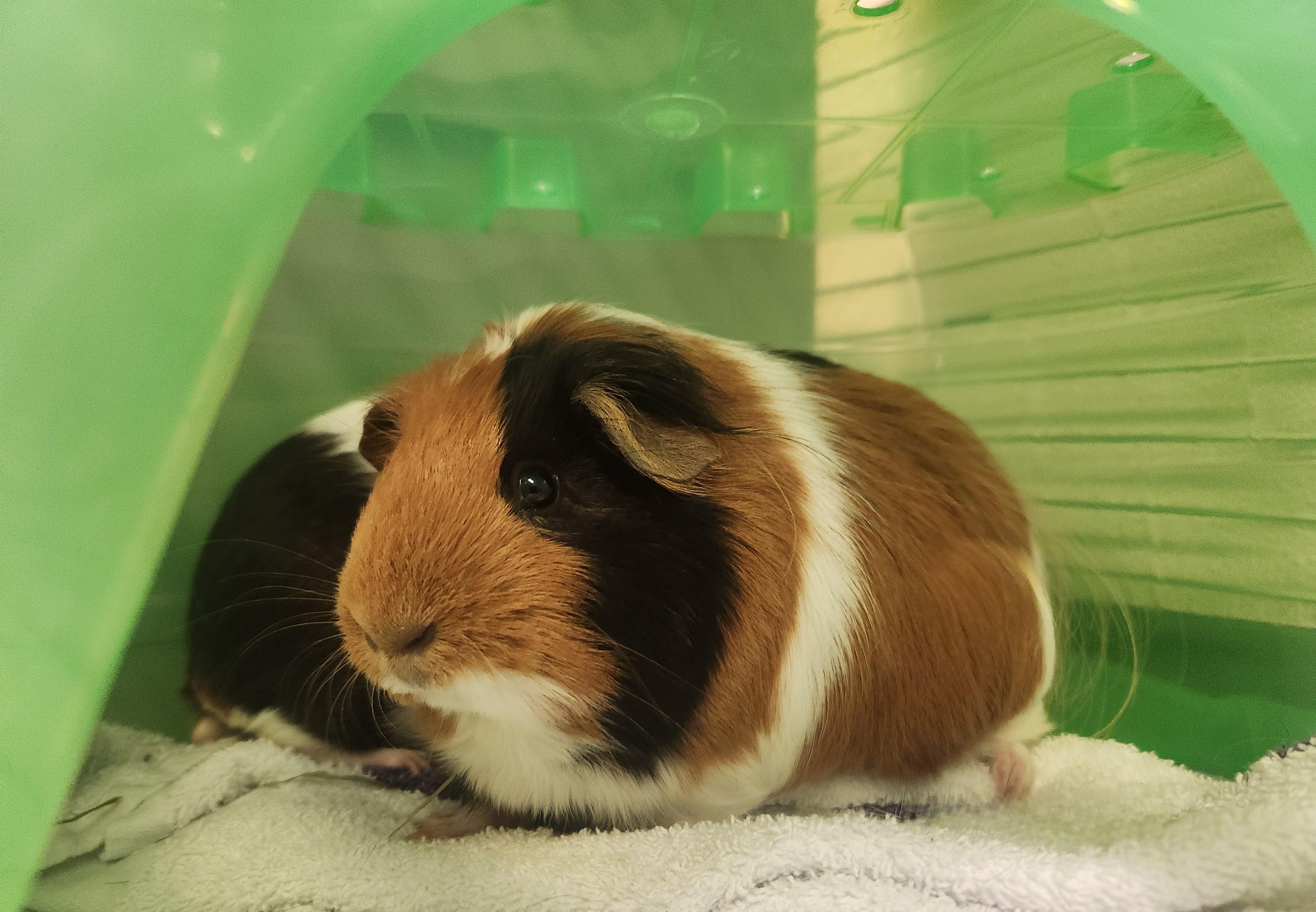 Enlarge Sprinkles and Cinnamon, a ADOPTABLE Short-Haired in Sewaren, NJ image 2/2