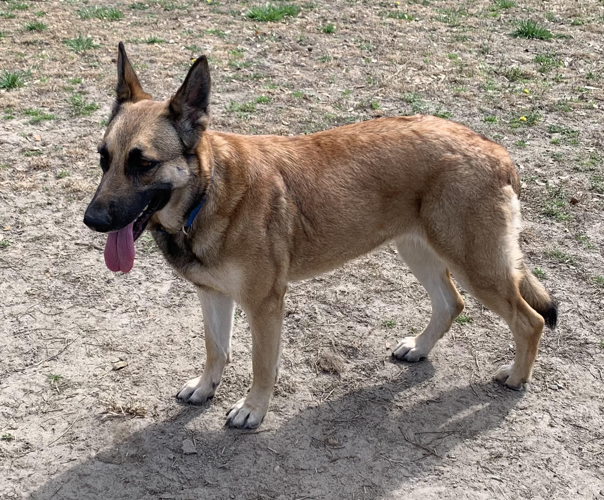 Enlarge Daisy, a ADOPTABLE German Shepherd Dog in Rome, GA image 1/2