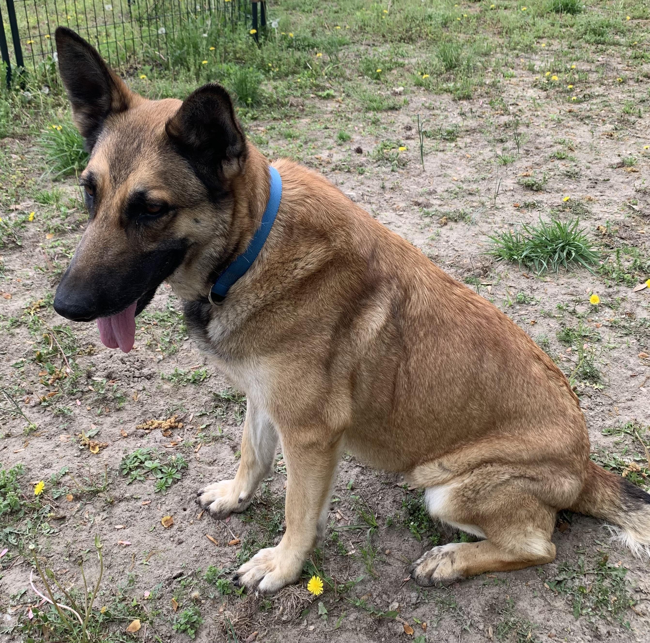 Daisy, ADOPTABLE, Adult Female German Shepherd Dog.