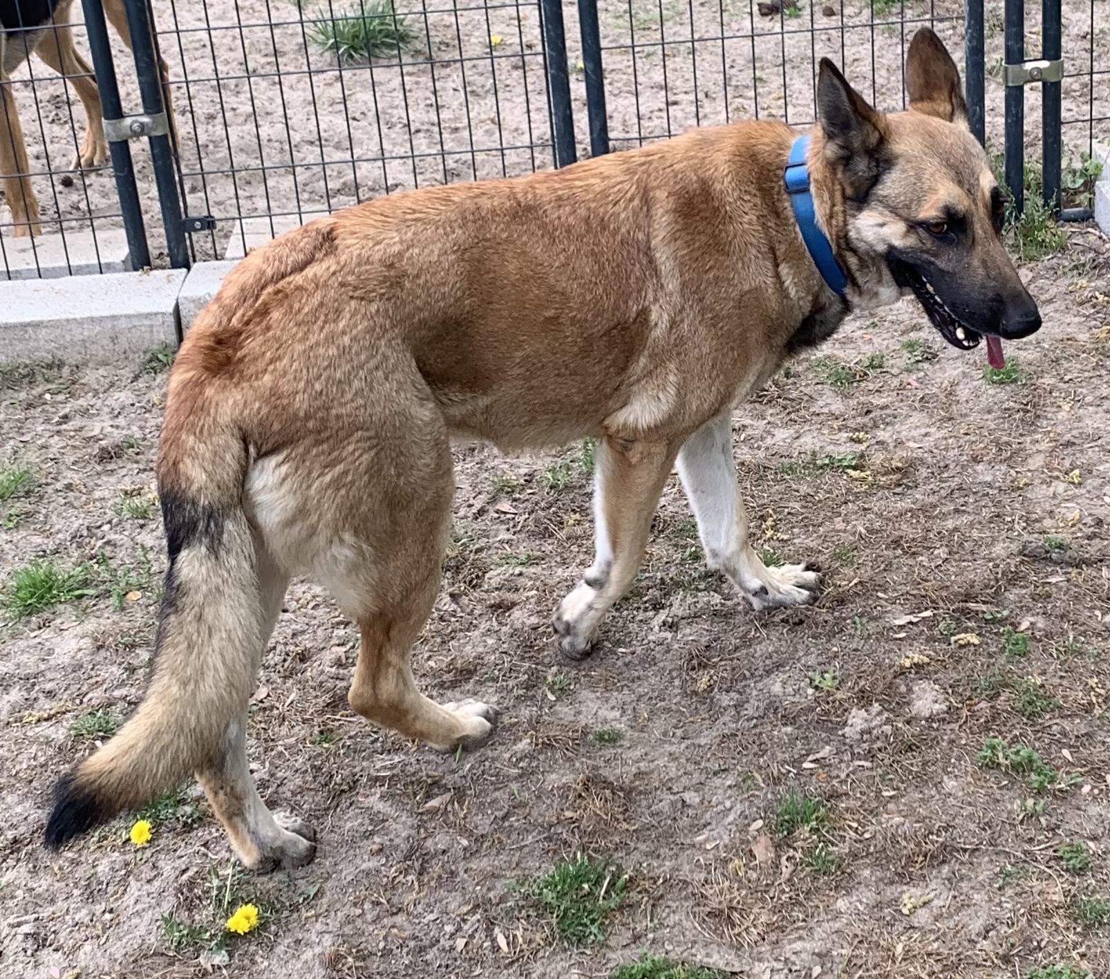 Enlarge Daisy, a ADOPTABLE German Shepherd Dog in Rome, GA image 2/2