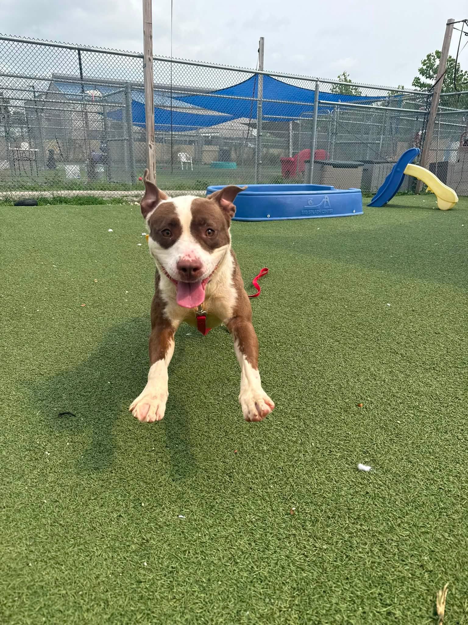 Enlarge True, a ADOPTABLE mixed breed in Cleveland, OH image 5/6
