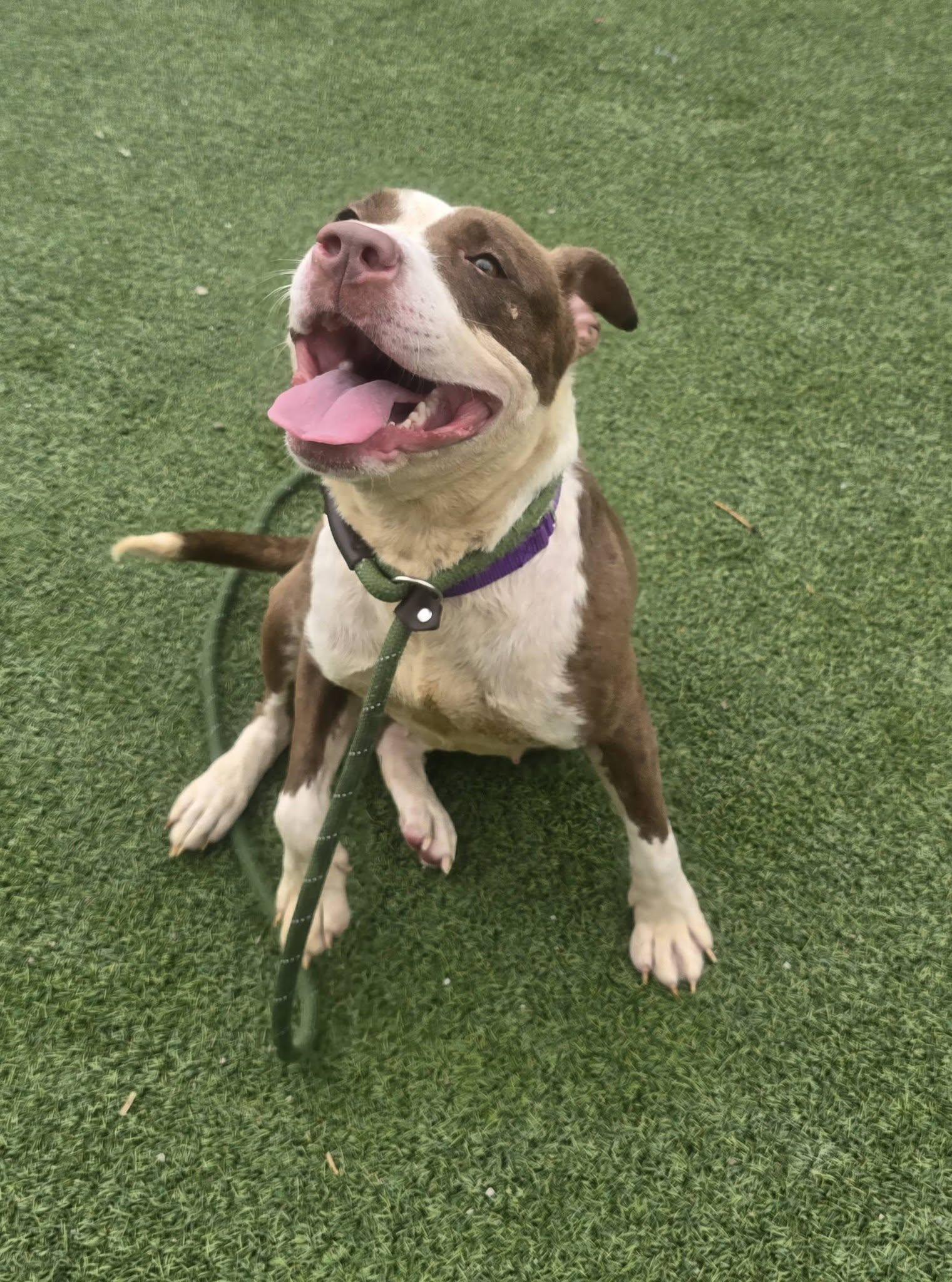 Enlarge True, a ADOPTABLE mixed breed in Cleveland, OH image 3/6