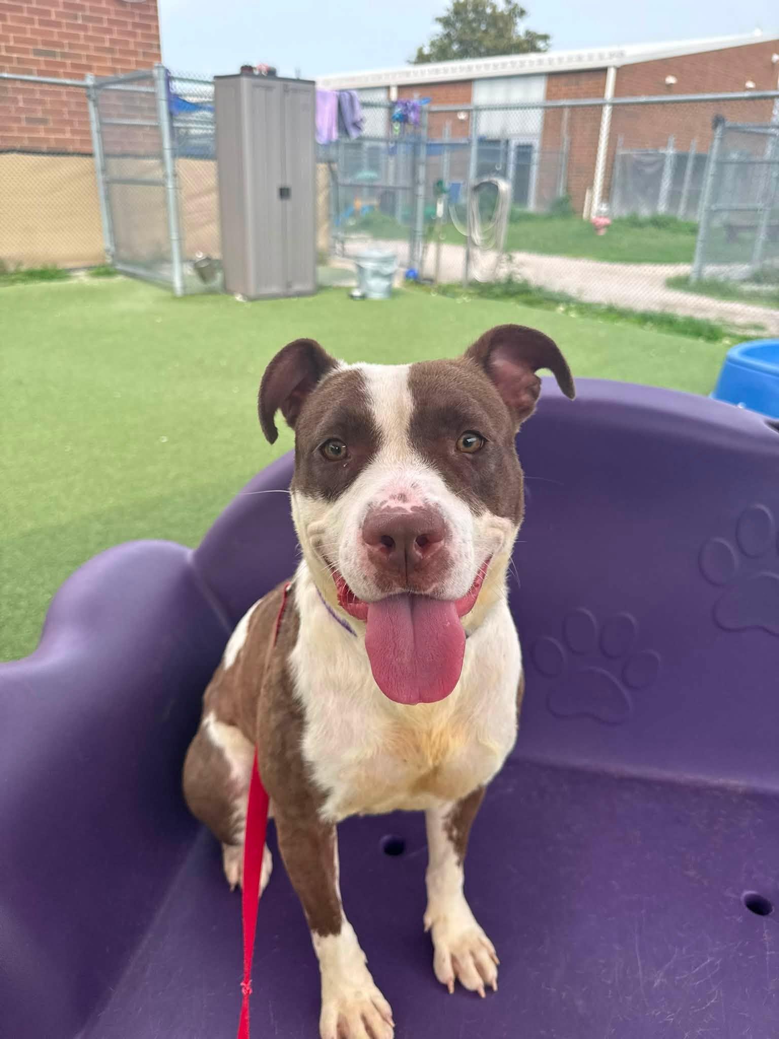 Enlarge True, a ADOPTABLE mixed breed in Cleveland, OH image 4/6