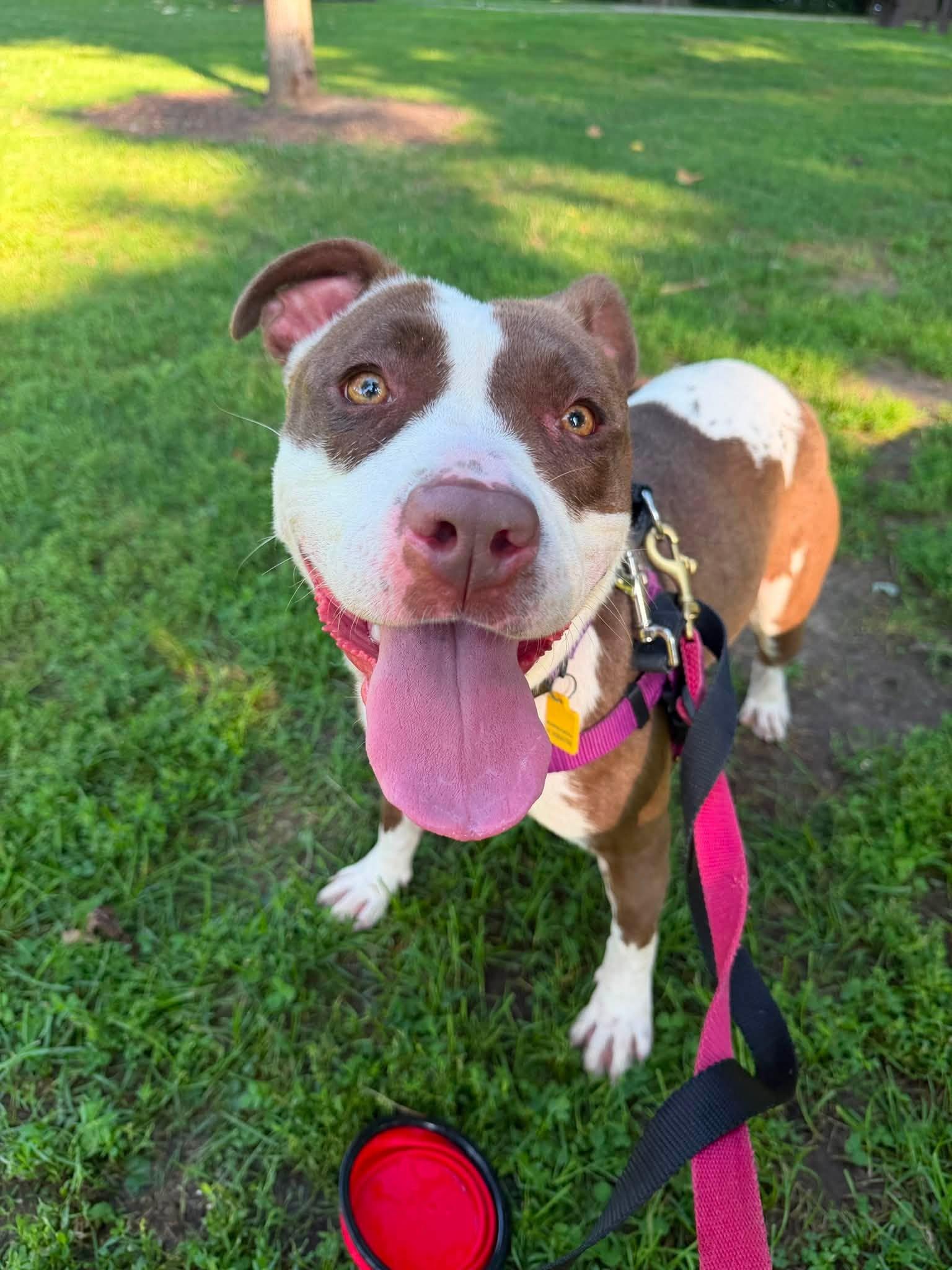 True, ADOPTABLE, Young Female Pit Bull Terrier.