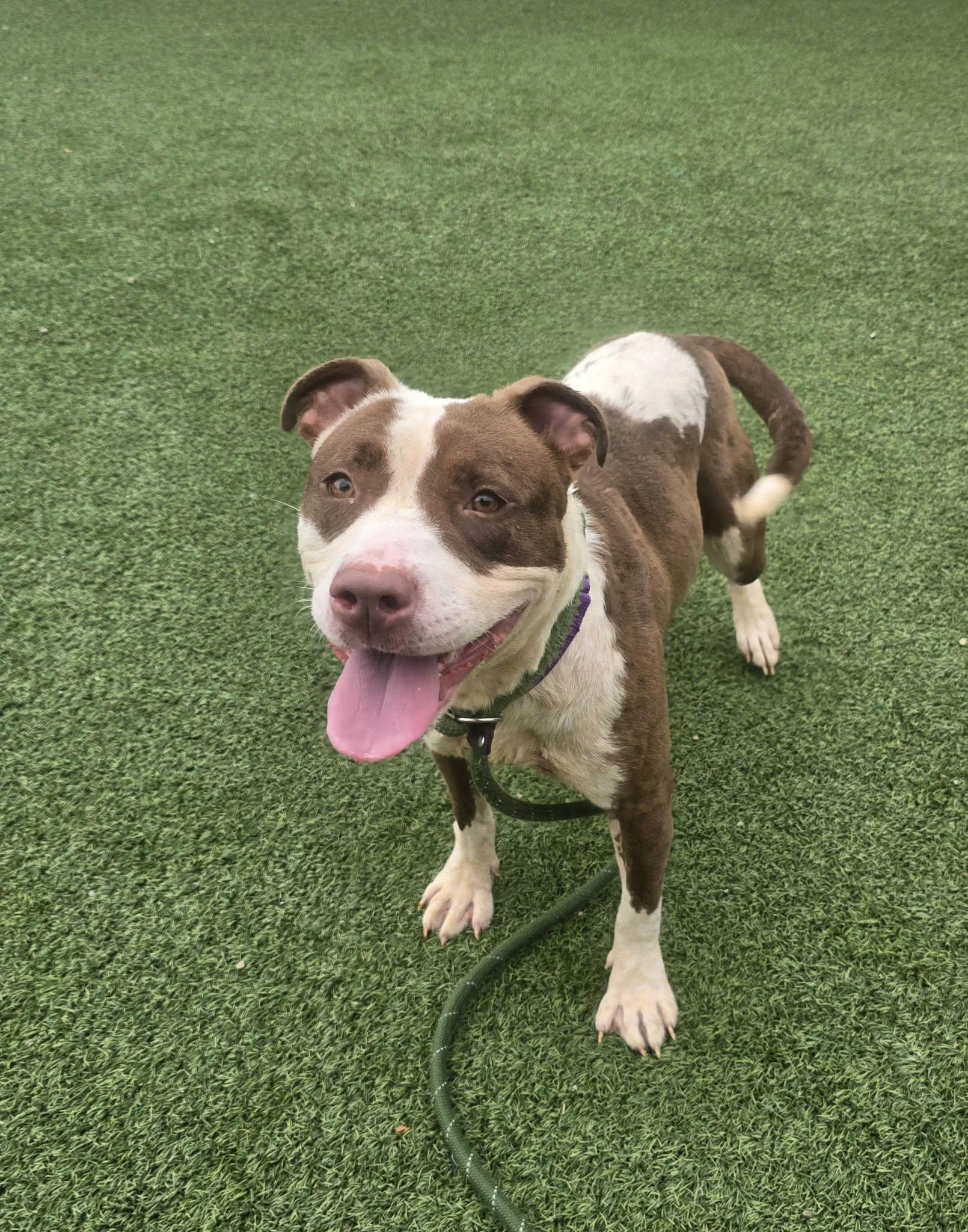 Enlarge True, a ADOPTABLE mixed breed in Cleveland, OH image 2/6