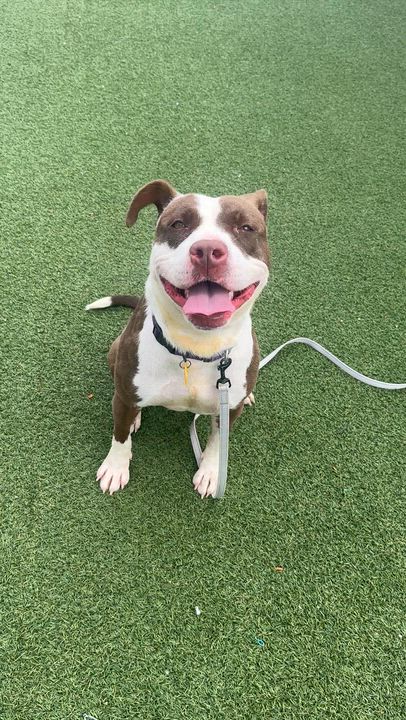 Enlarge True, a ADOPTABLE mixed breed in Cleveland, OH video 6/6