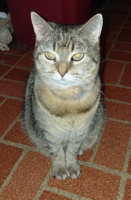 Sassy (declawed), Adoptable, Senior Female Domestic Short Hair.