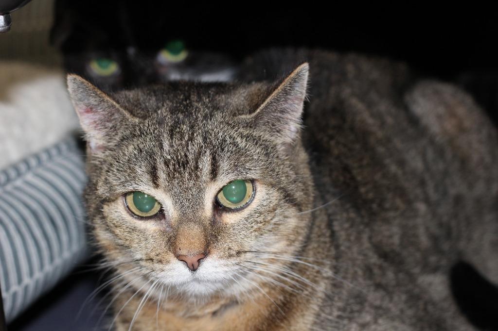 Enlarge Sassy (declawed), a Adoptable mixed breed in Rockford, IL image 2/2