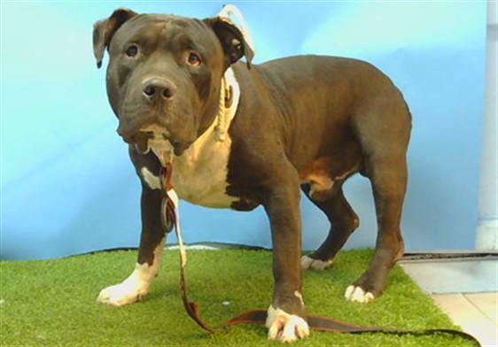 Enlarge BUCCANEER, a Adoptable Pit Bull Terrier in Gardena, CA image 1/1