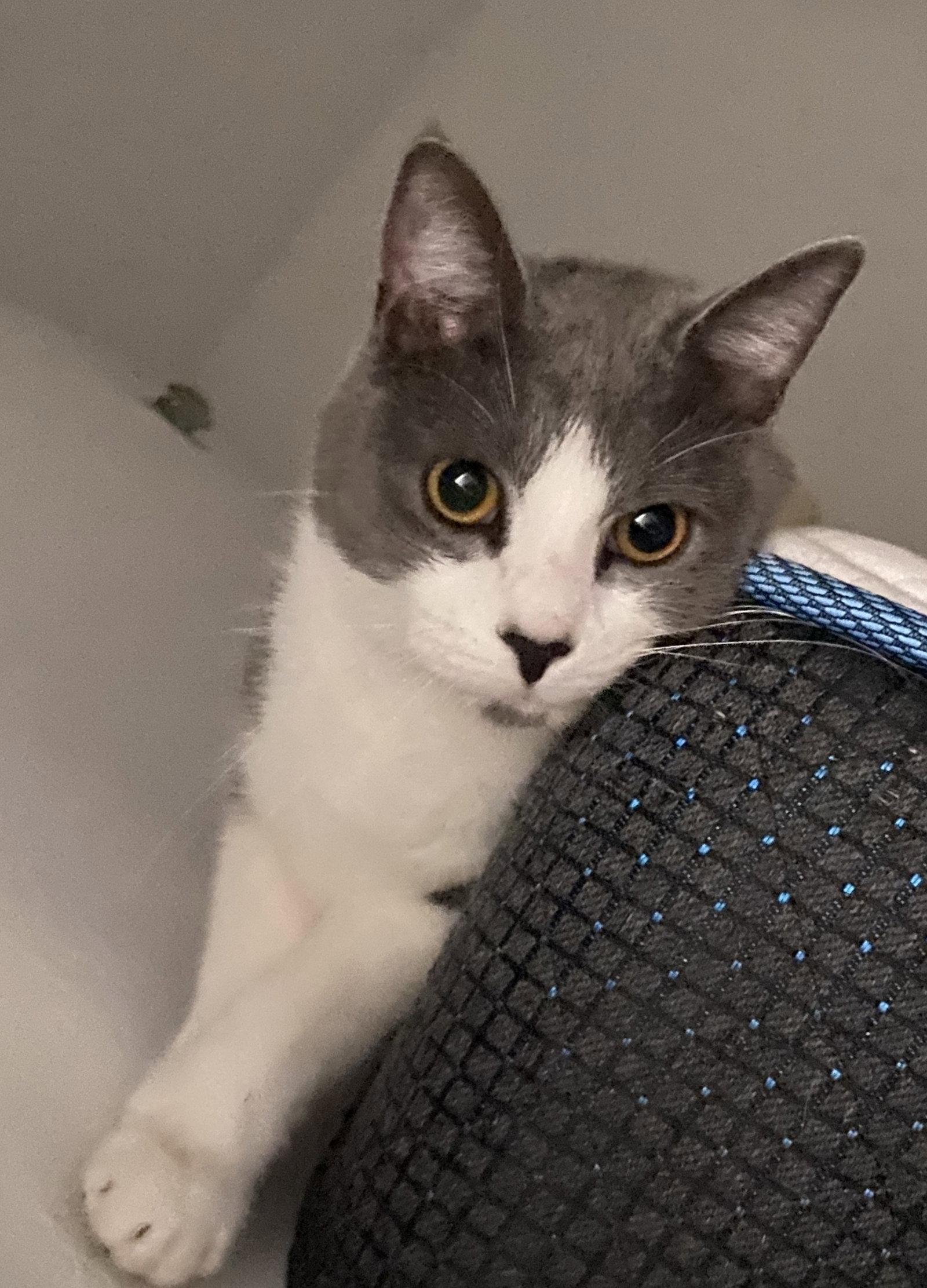 Rocky, a Adoptable Domestic Short Hair in Coatesville, PA image 3/3