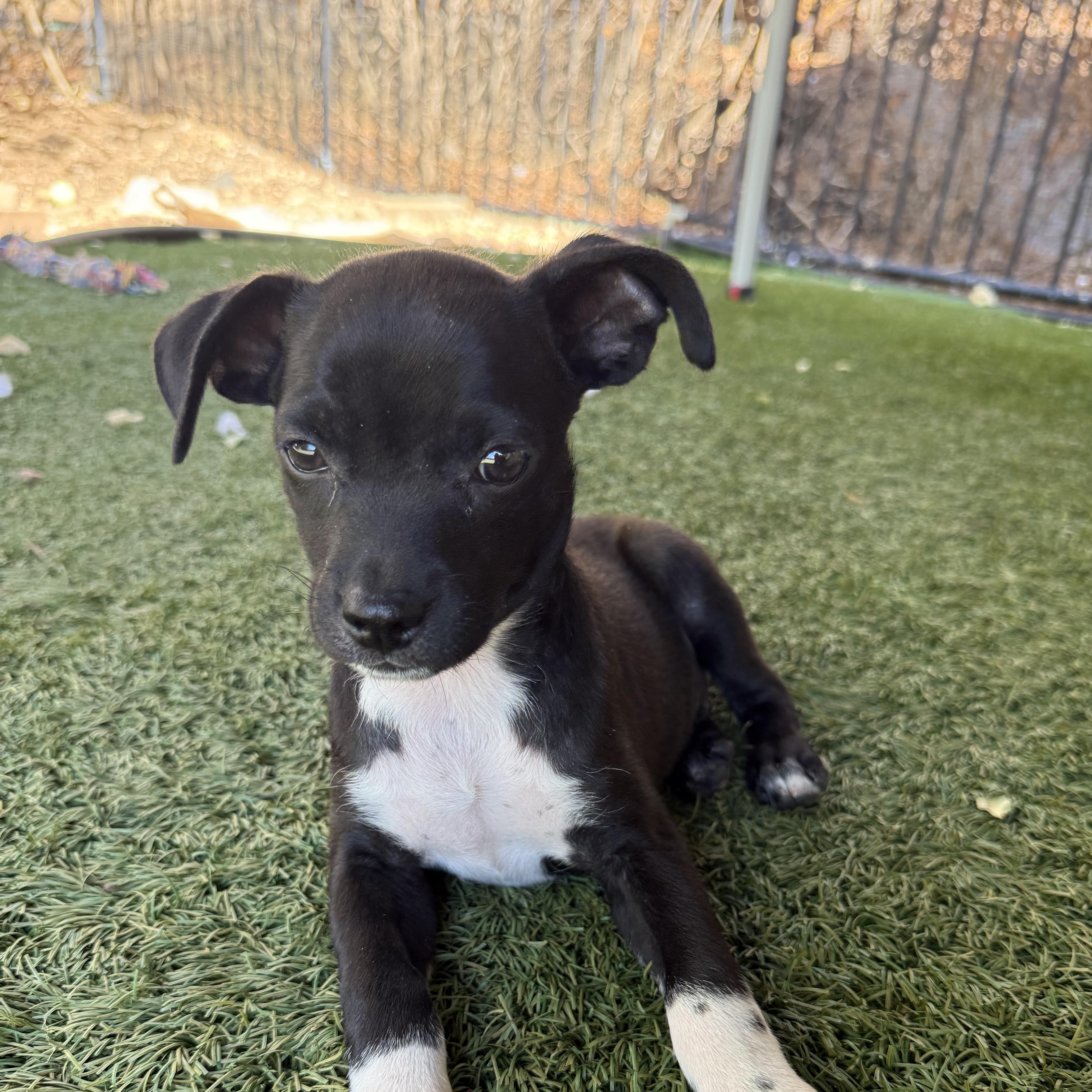 Enlarge Hawker (Jetset Litter), a Adoptable mixed breed in San Diego, CA image 2/3